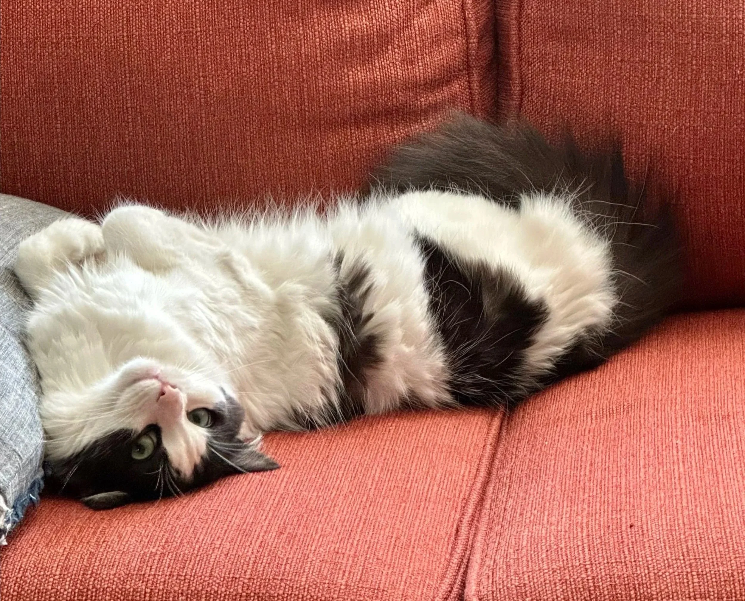 My black and white cat laying cutely on his back