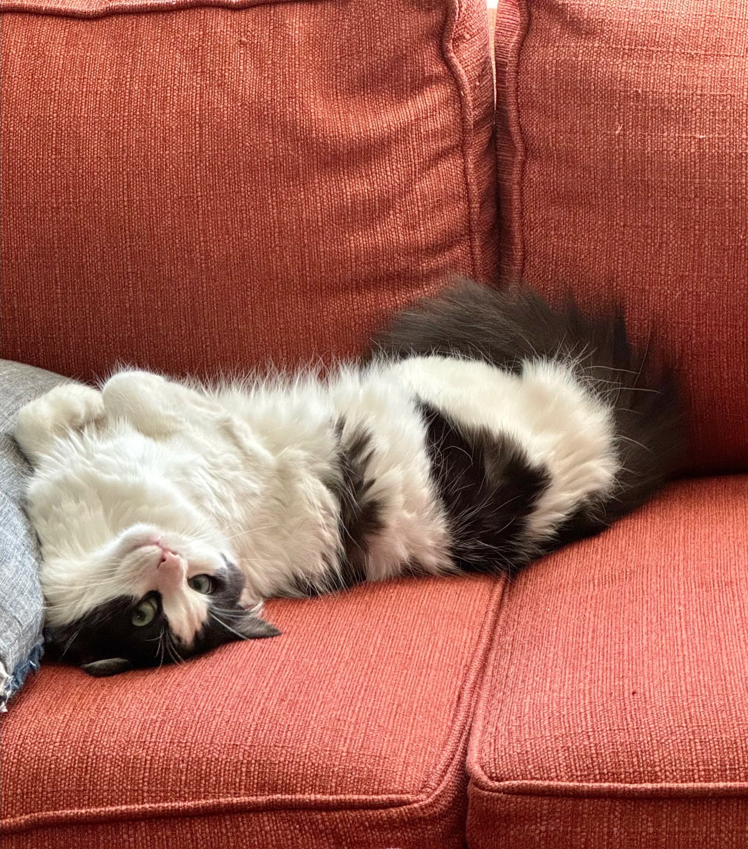 My black and white cat laying cutely on his back