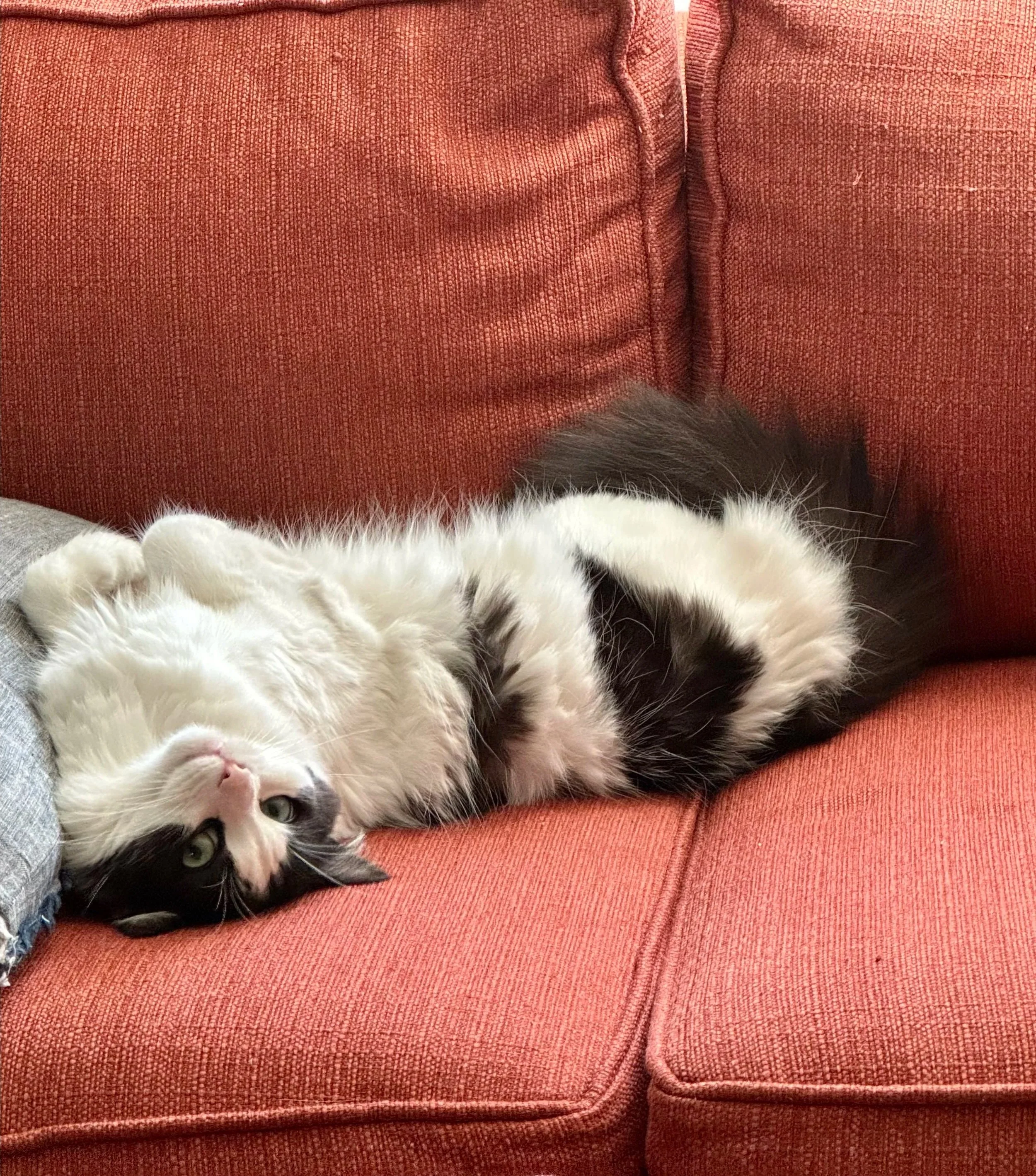 My black and white short hair cat, Jerry.