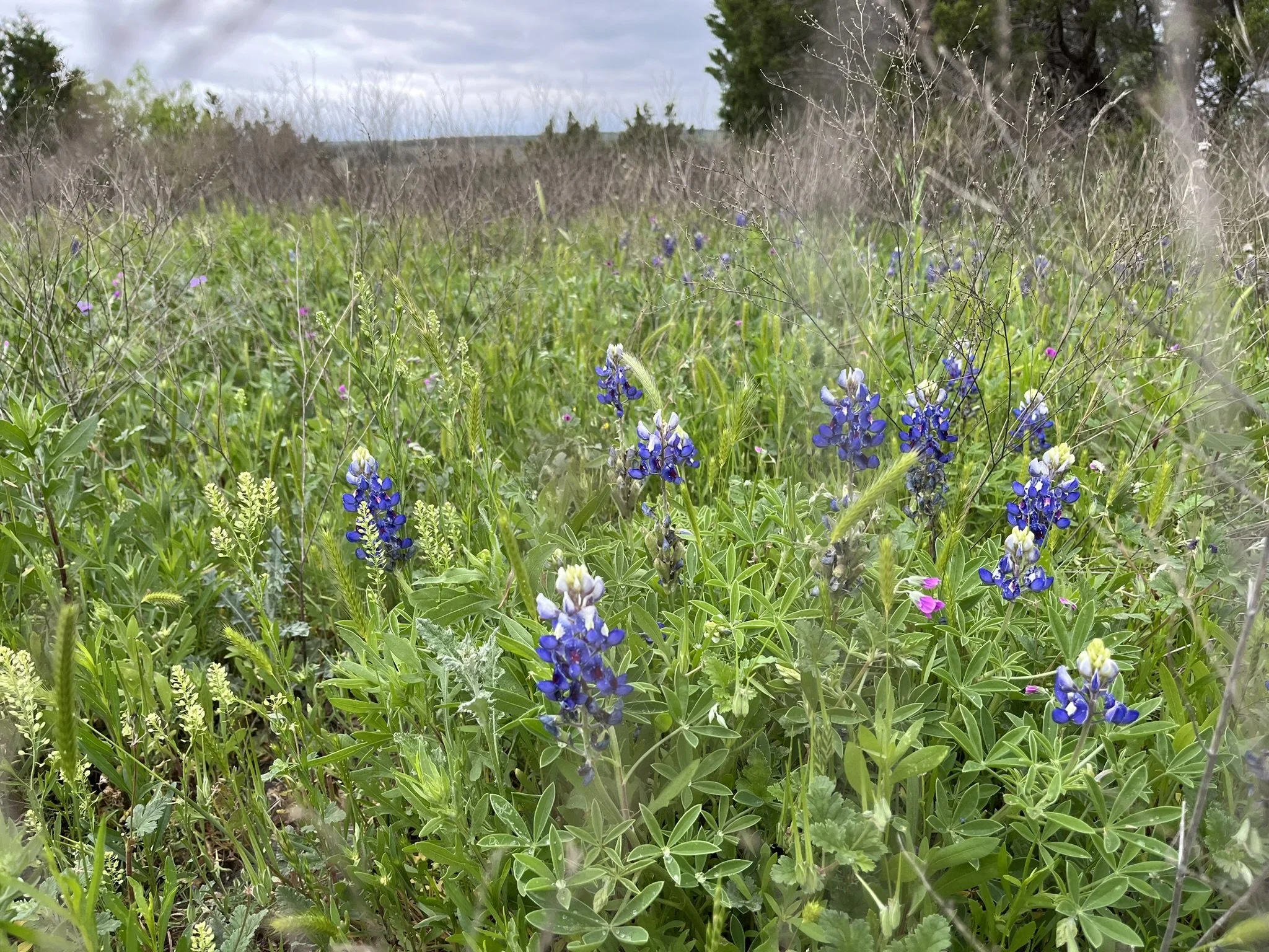 An image of Greenspacing.