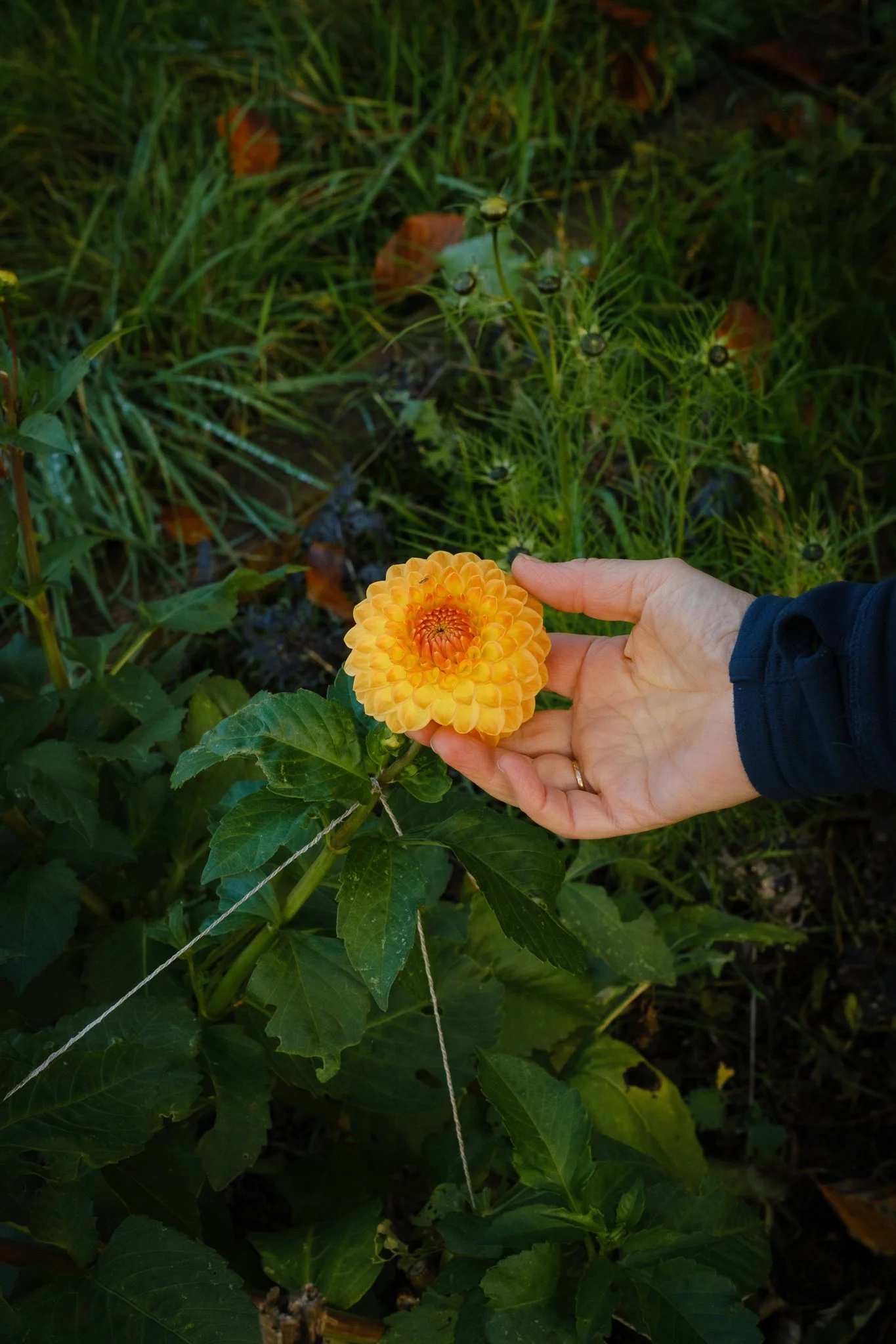 Green care_C Turneryellow flower.jpg