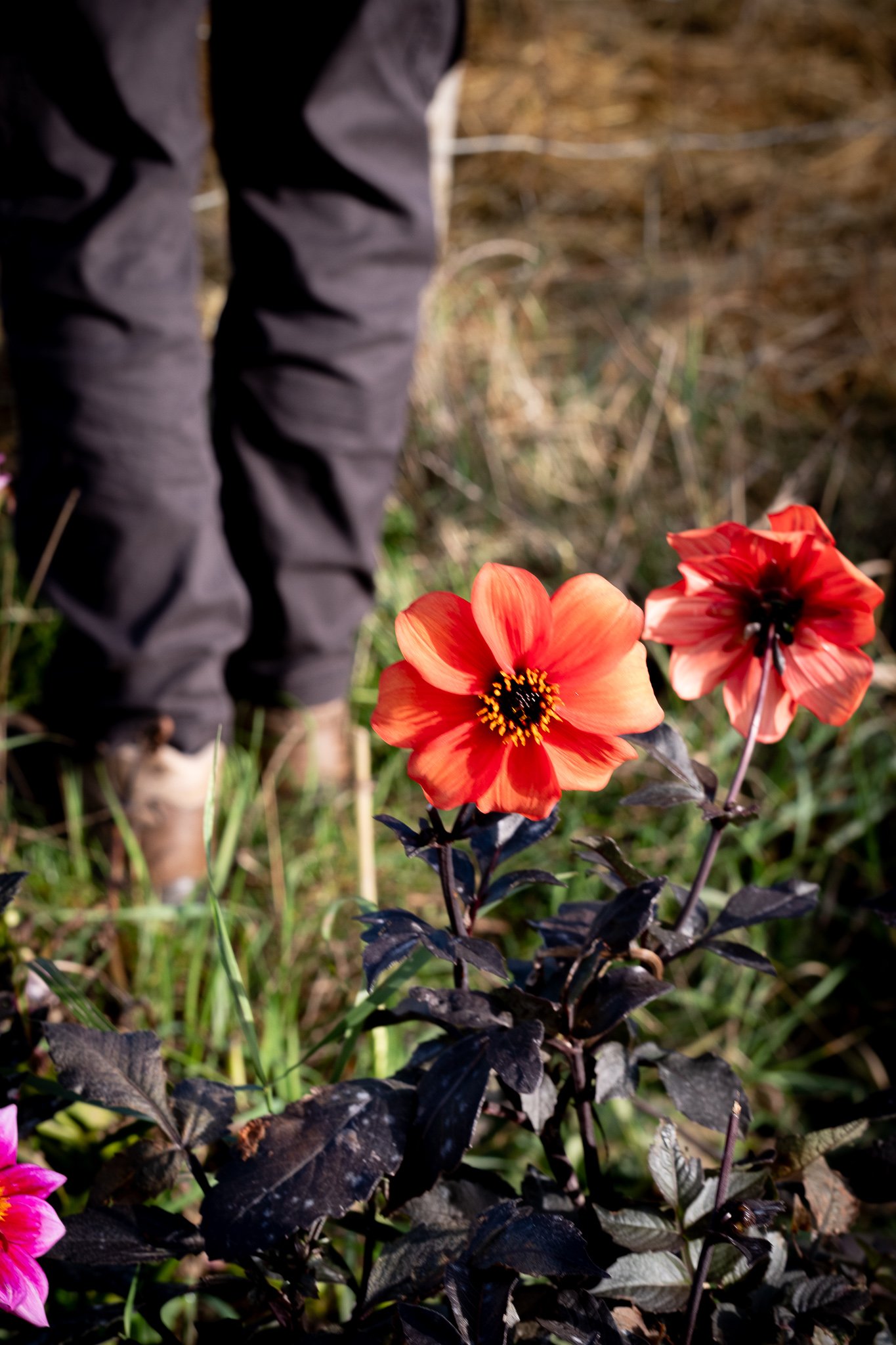 Greencare_Cillian_C Turner_socials 4-3.jpg