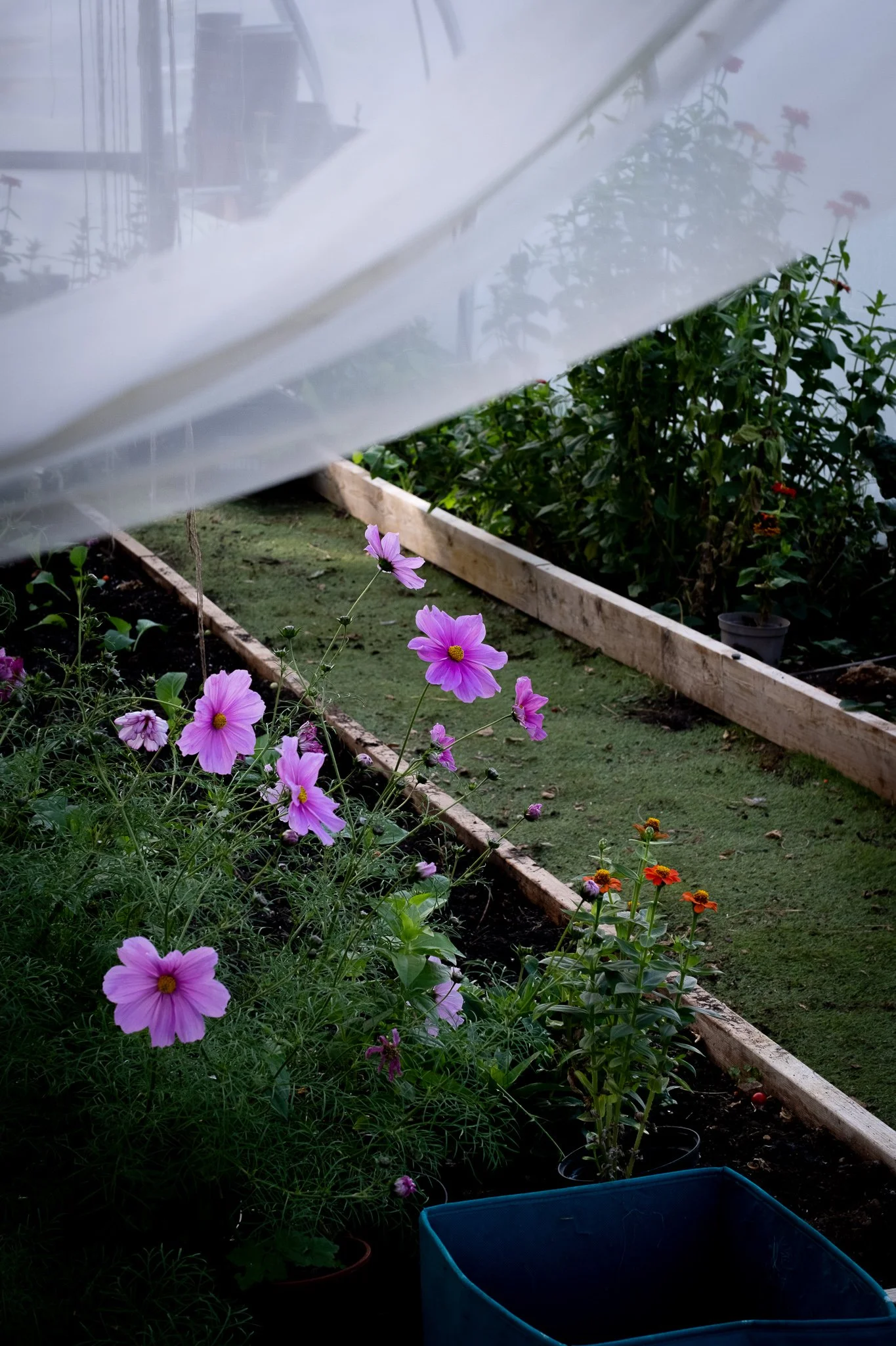 Greencare_Cillian_C Turner_socials 2flower.jpg