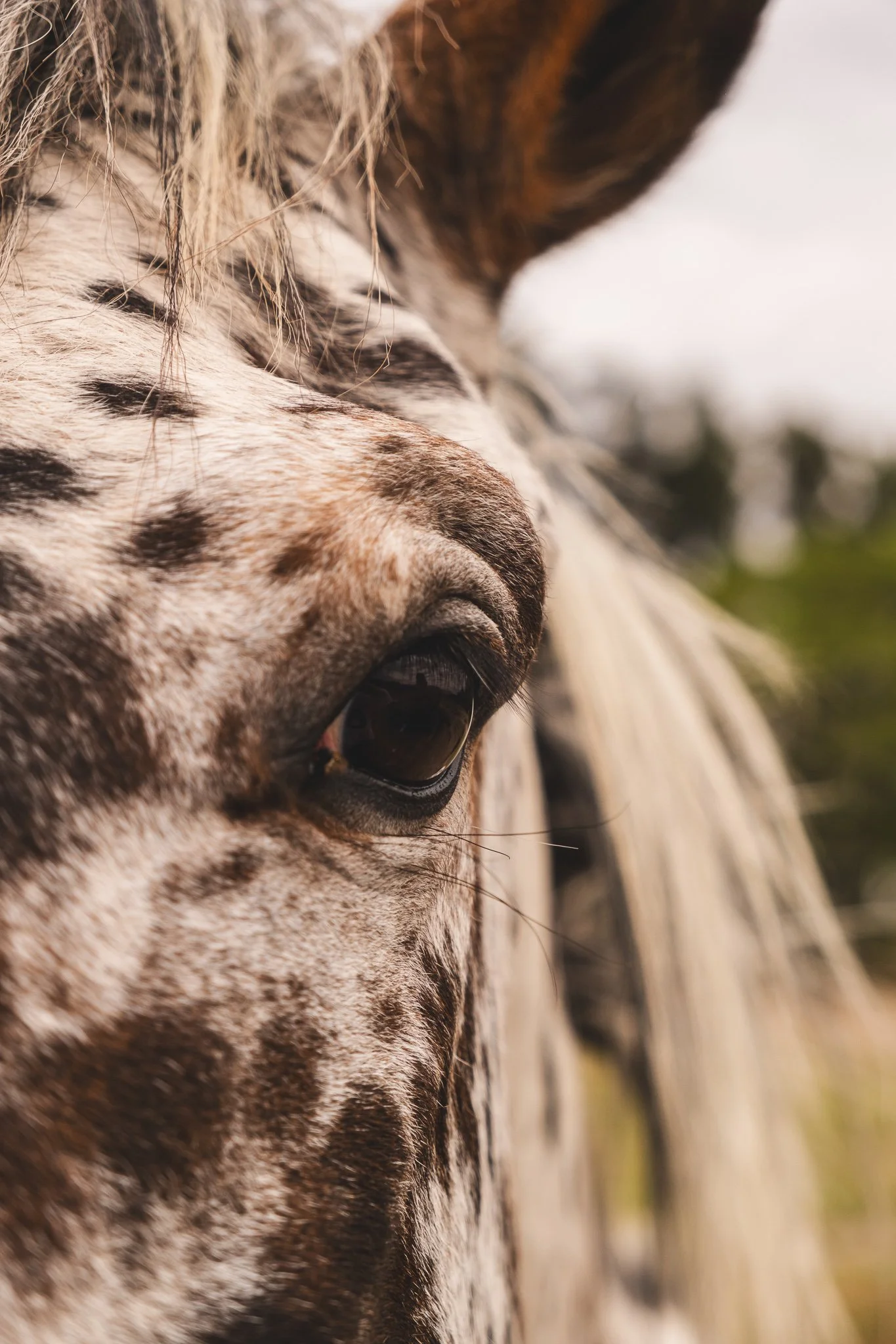 Cape Winelands Riding2-2.JPG