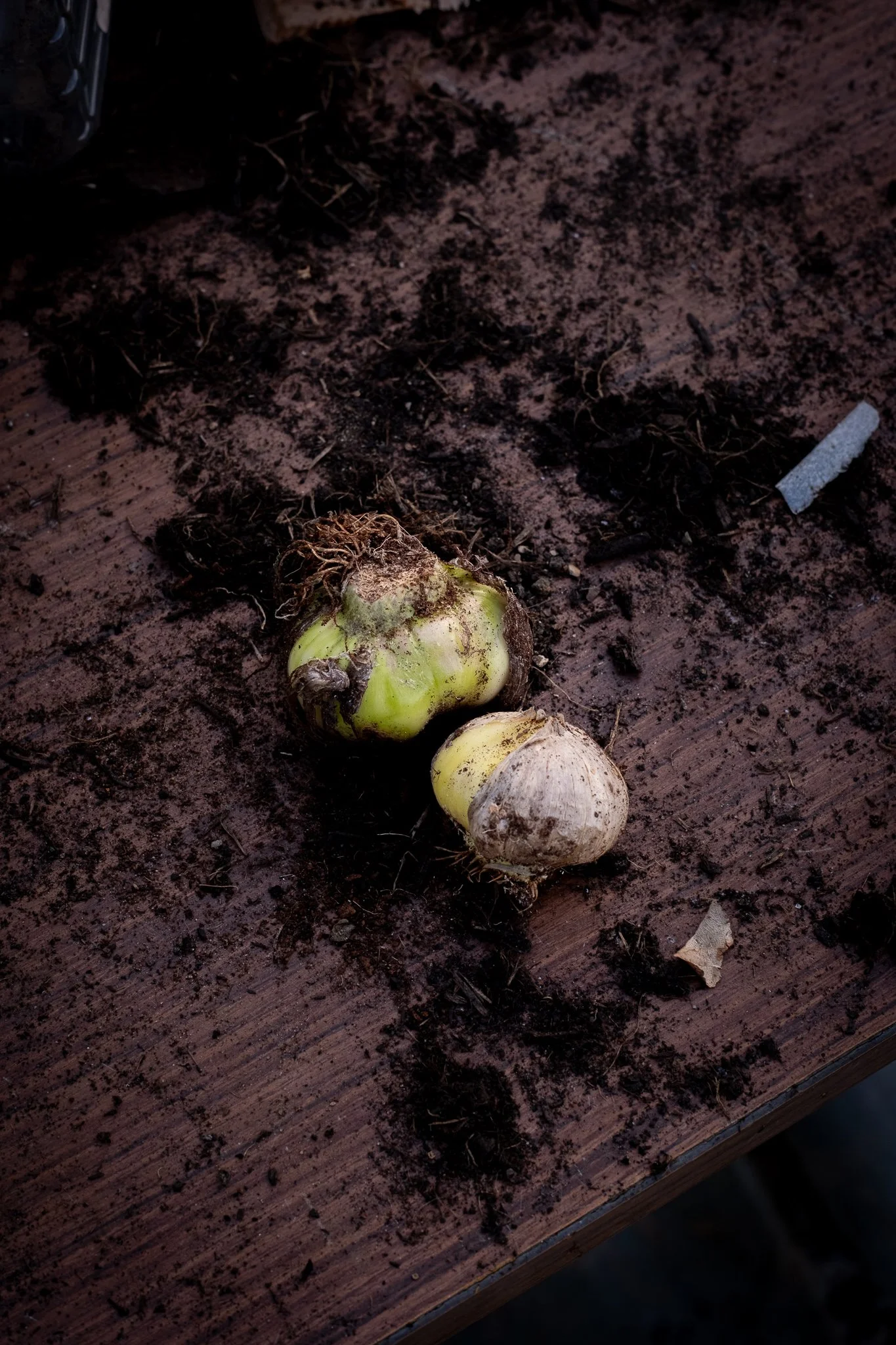 Greencare_Cillian_C Turner_socials 2.jpg