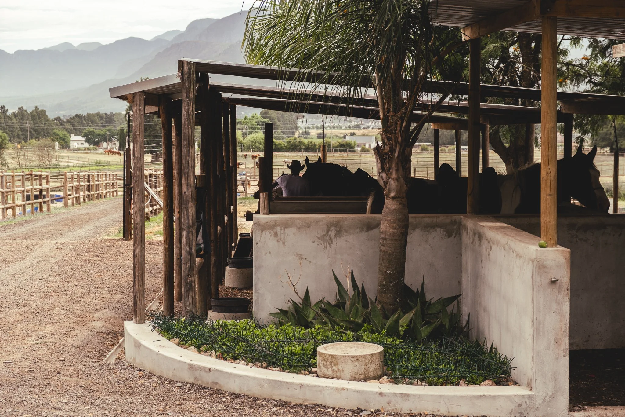 Cape Winelands Riding2landscape.JPG