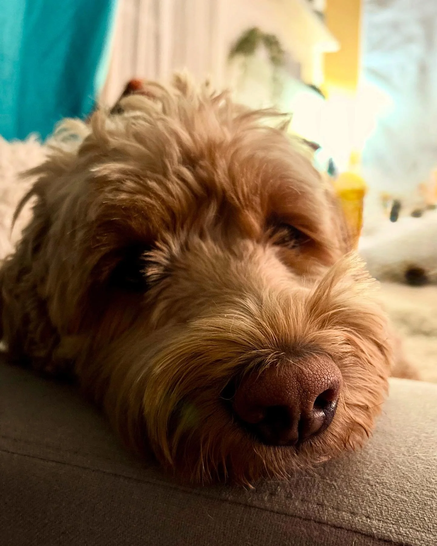 Love you Thelms 💕🙌

#doodlesofinstagram #doodles #dogslife #dogsofinstagram #dogsofnotl #happytailsanimalcarenotl