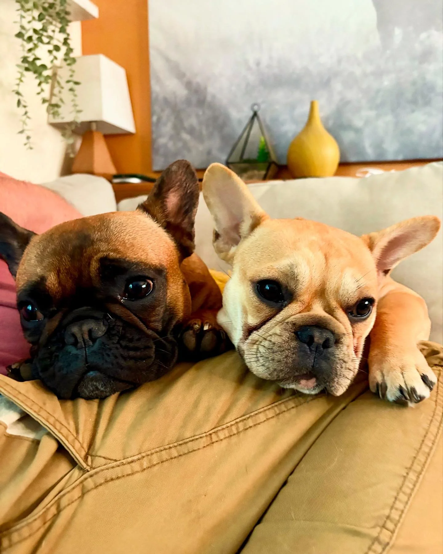 Wolfie &amp; Tig 🐾🐾

#Frenchies #frenchiesofinstagram #dogsofnotl #happytailsanimalcarenotl #dogdaycare