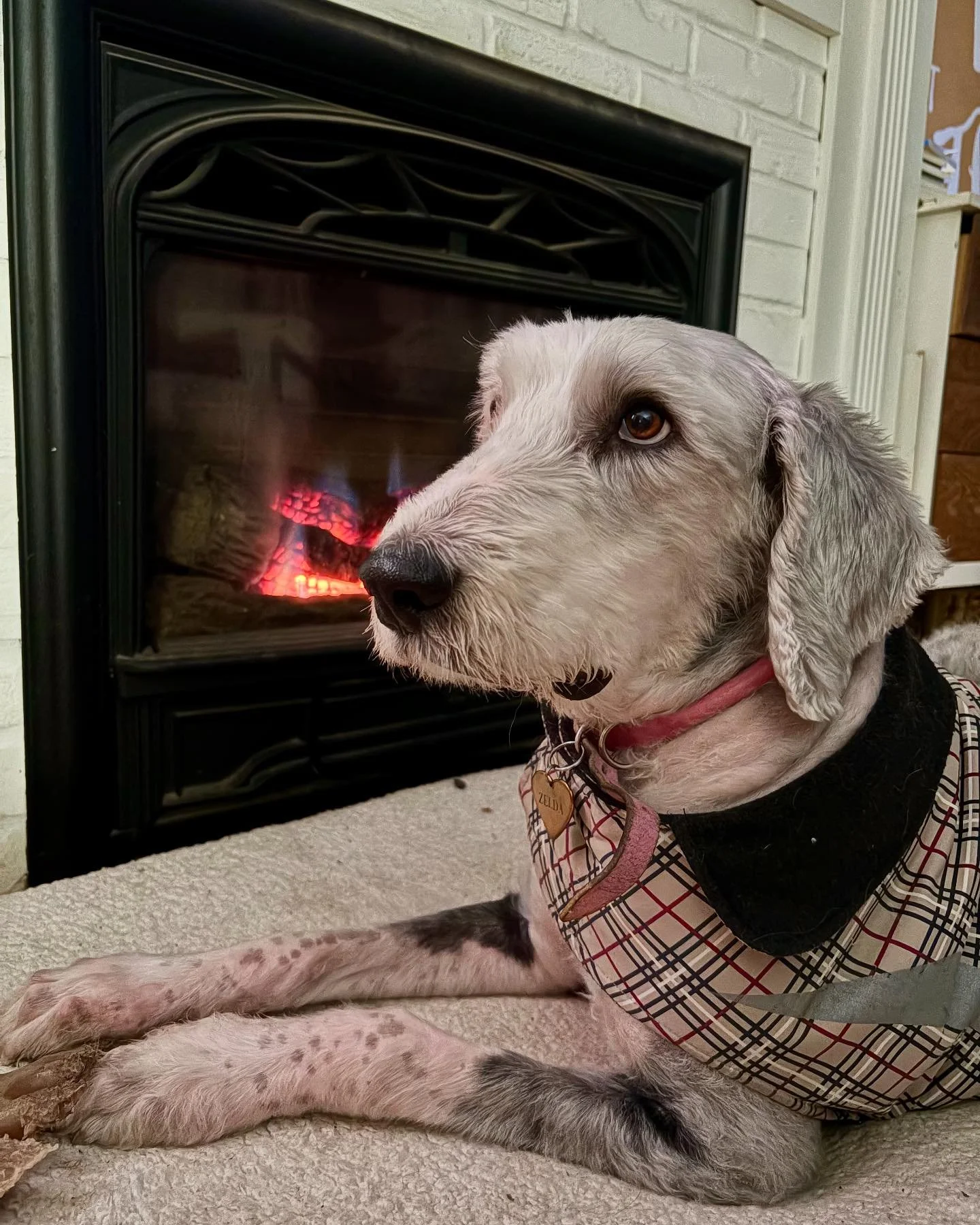 Cozy evening vibes with Ms Zelda 🥰

#oldenglishsheepdog #oes #dogsofinstagram #dogslife  #dogboarding #doghomeboarding #happytailsanimalcarenotl