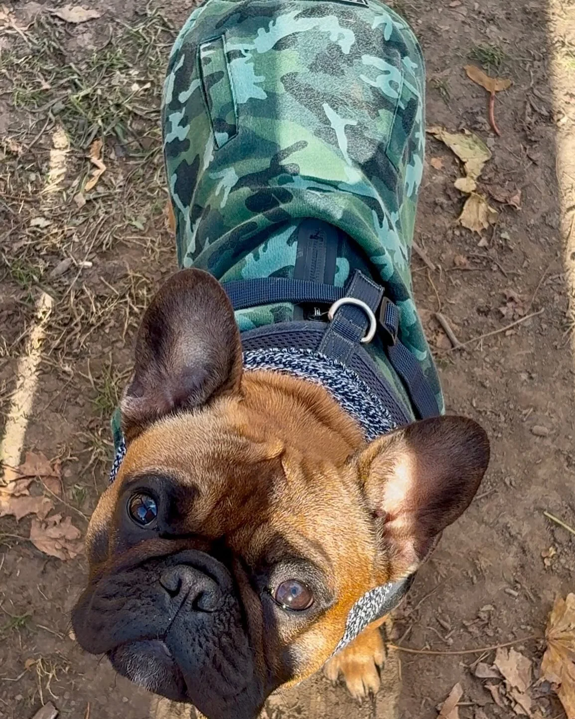 Today&rsquo;s best dressed duo 🐾🐾

#frenchie #frenchiesofinstagram #dogsofniagaraonthelake #notl #dogdaycarelife #happytailsanimalcarenotl