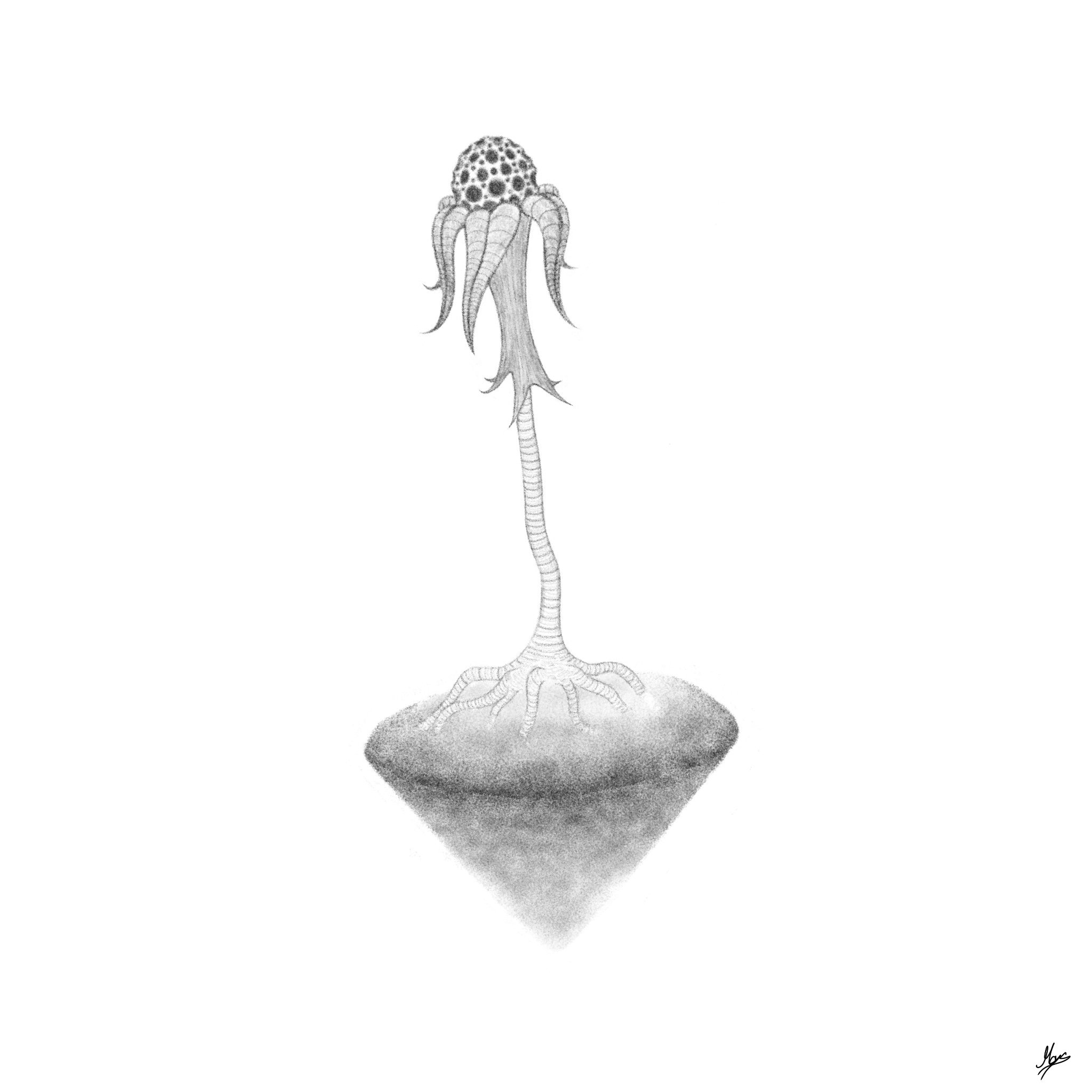 Roots -Print-