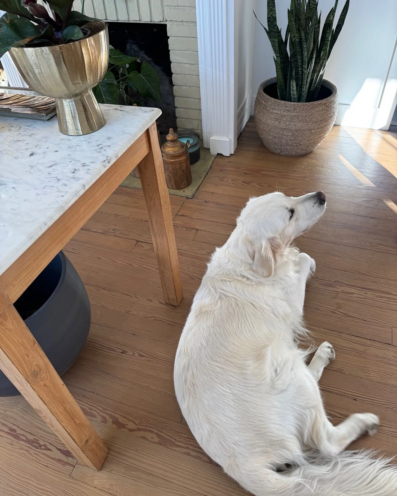 While visiting this plant studio in San Marco 🐶 I love it when historic homes are reused as businesses, especially when they&rsquo;re dog lovers @foliahom