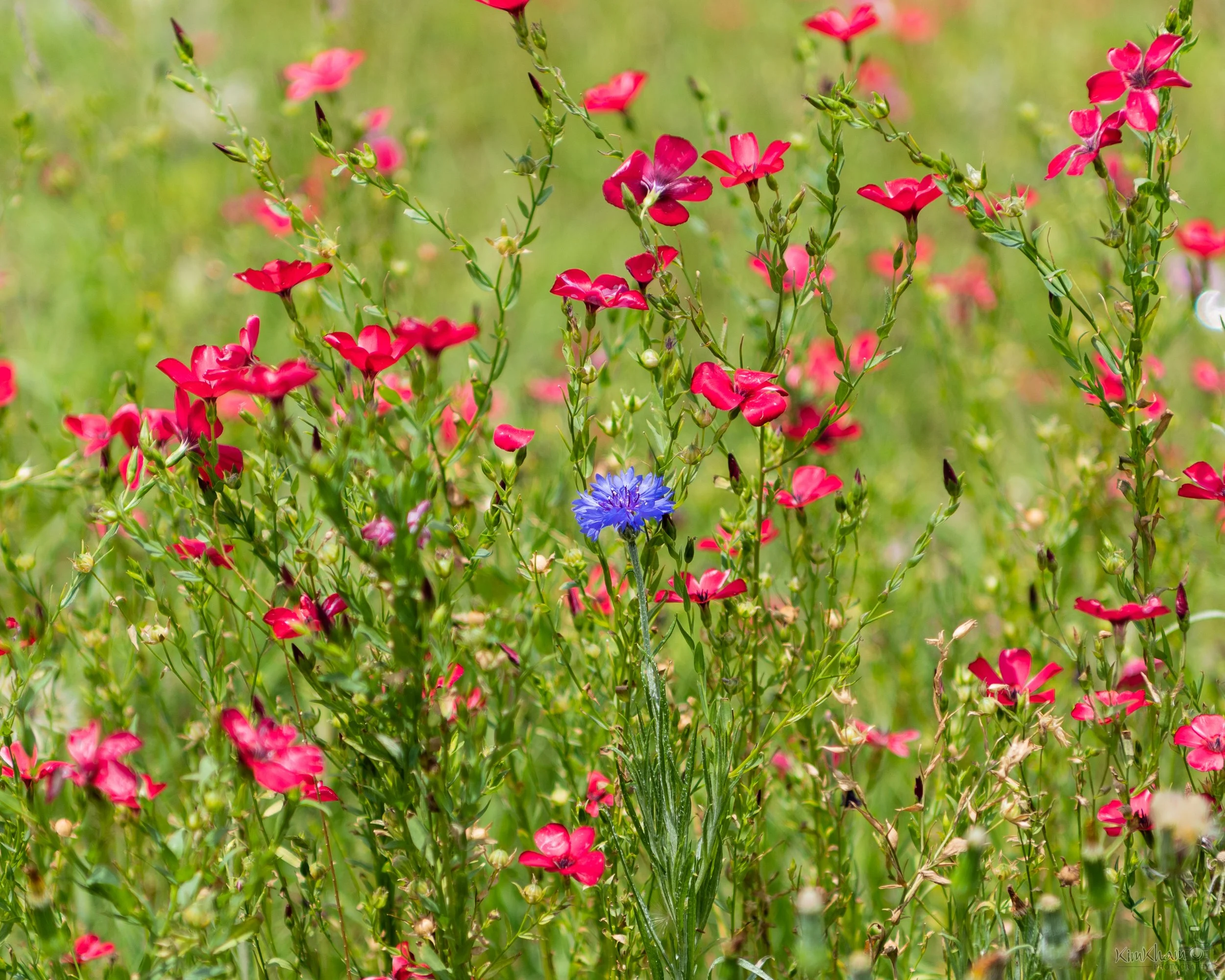 How to Get Ready for Wildflower Photography Season