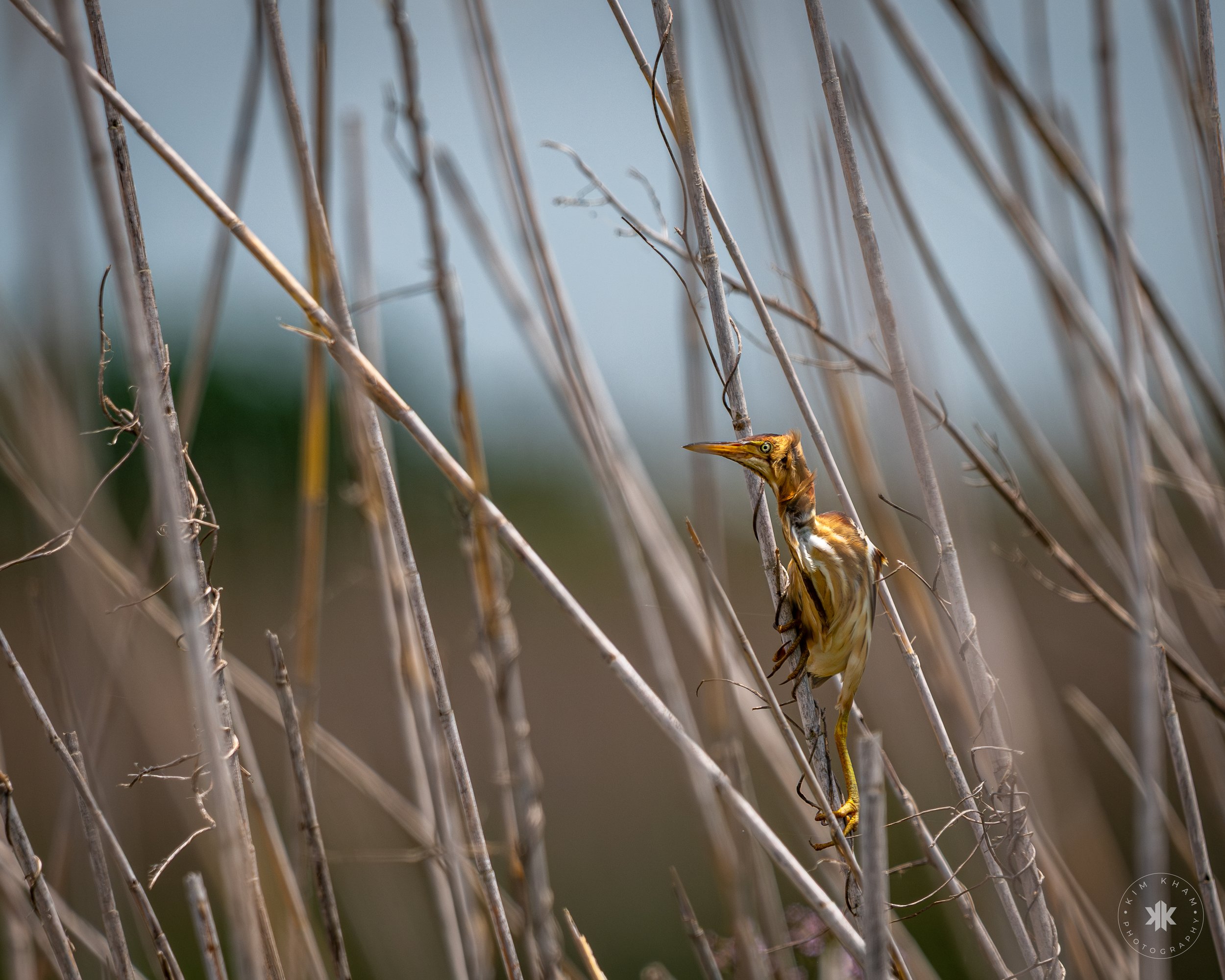 Preparing for Outdoor Weather When Photographing Wildlife