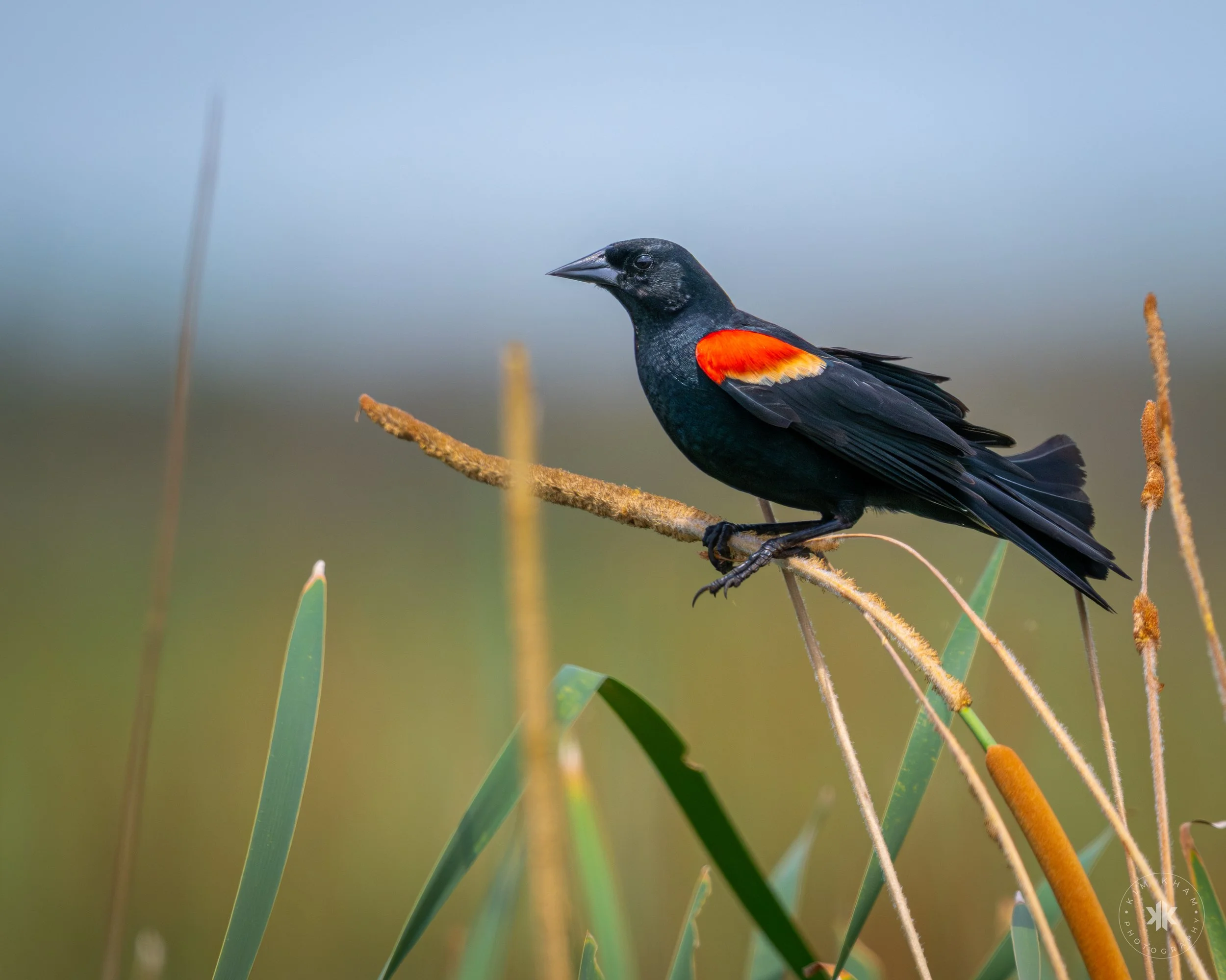 Red-winged blackbird