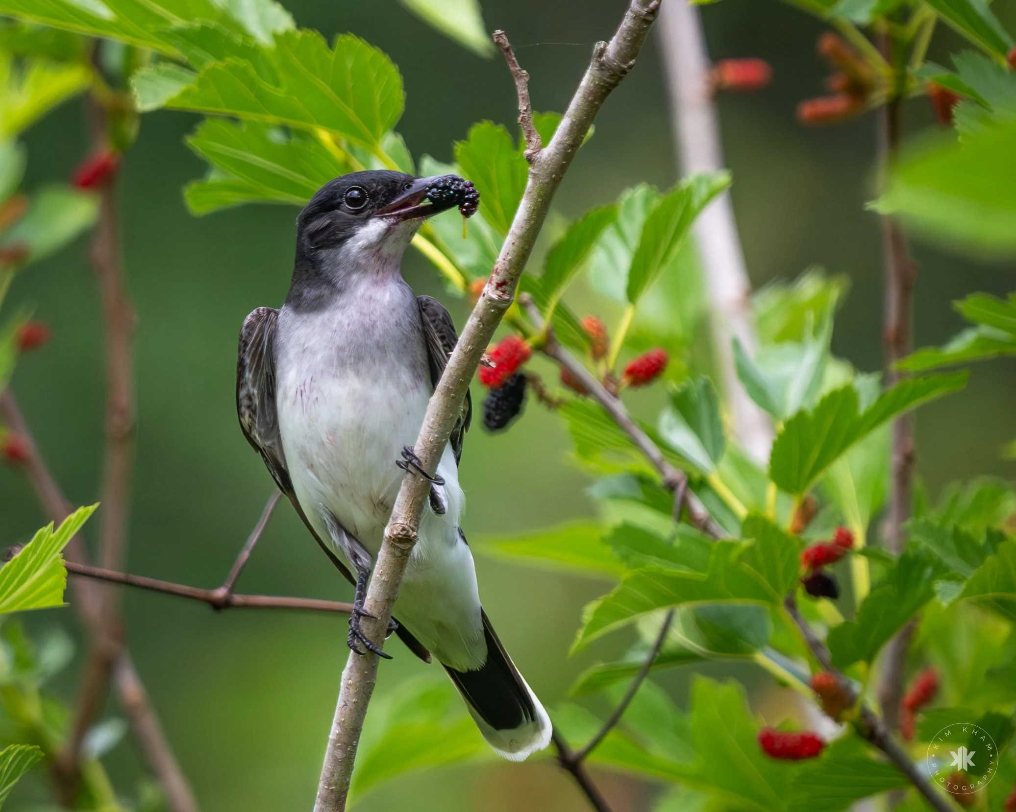 Eastern Kingbird