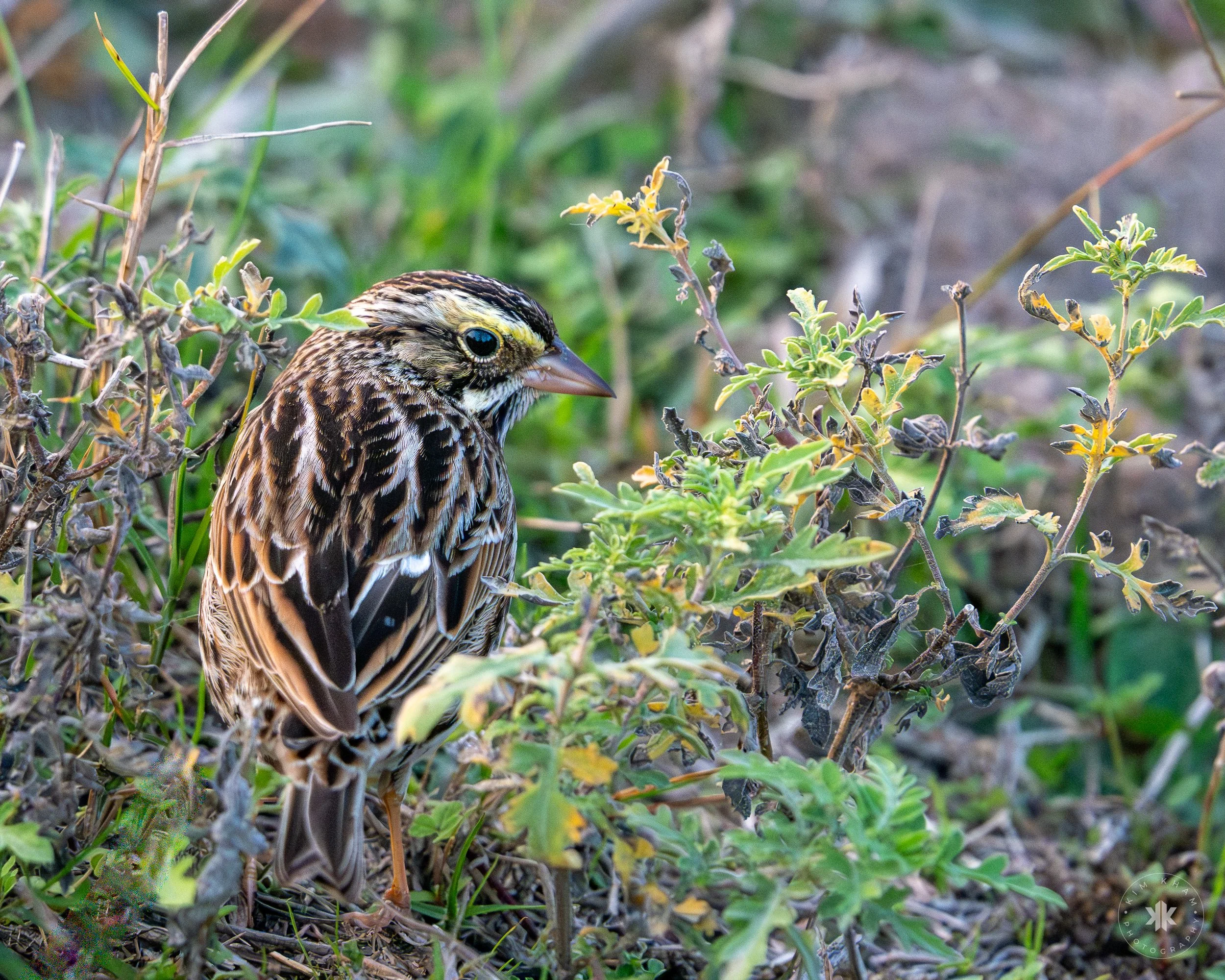 Savannah sparrow