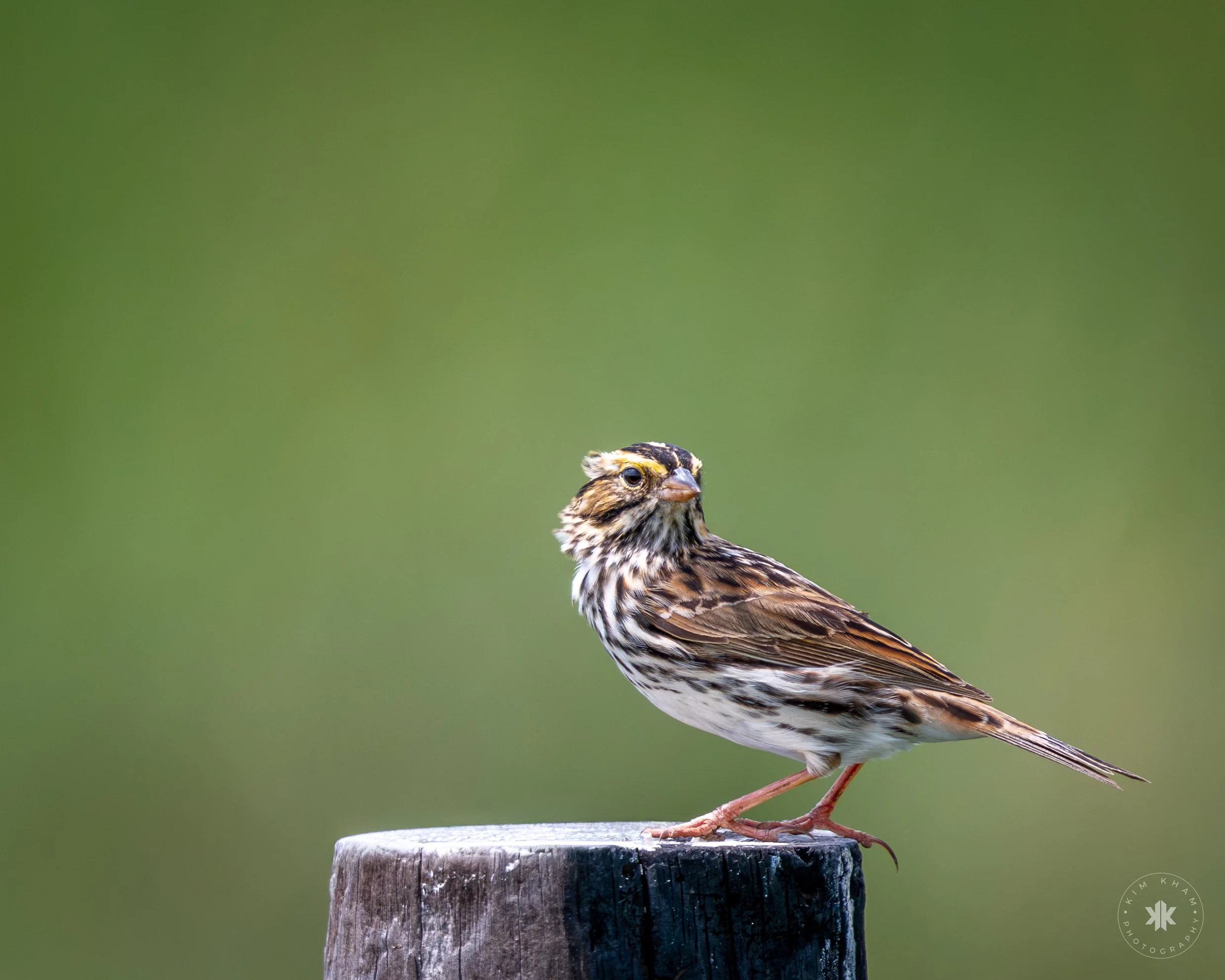 Savannah Sparrow