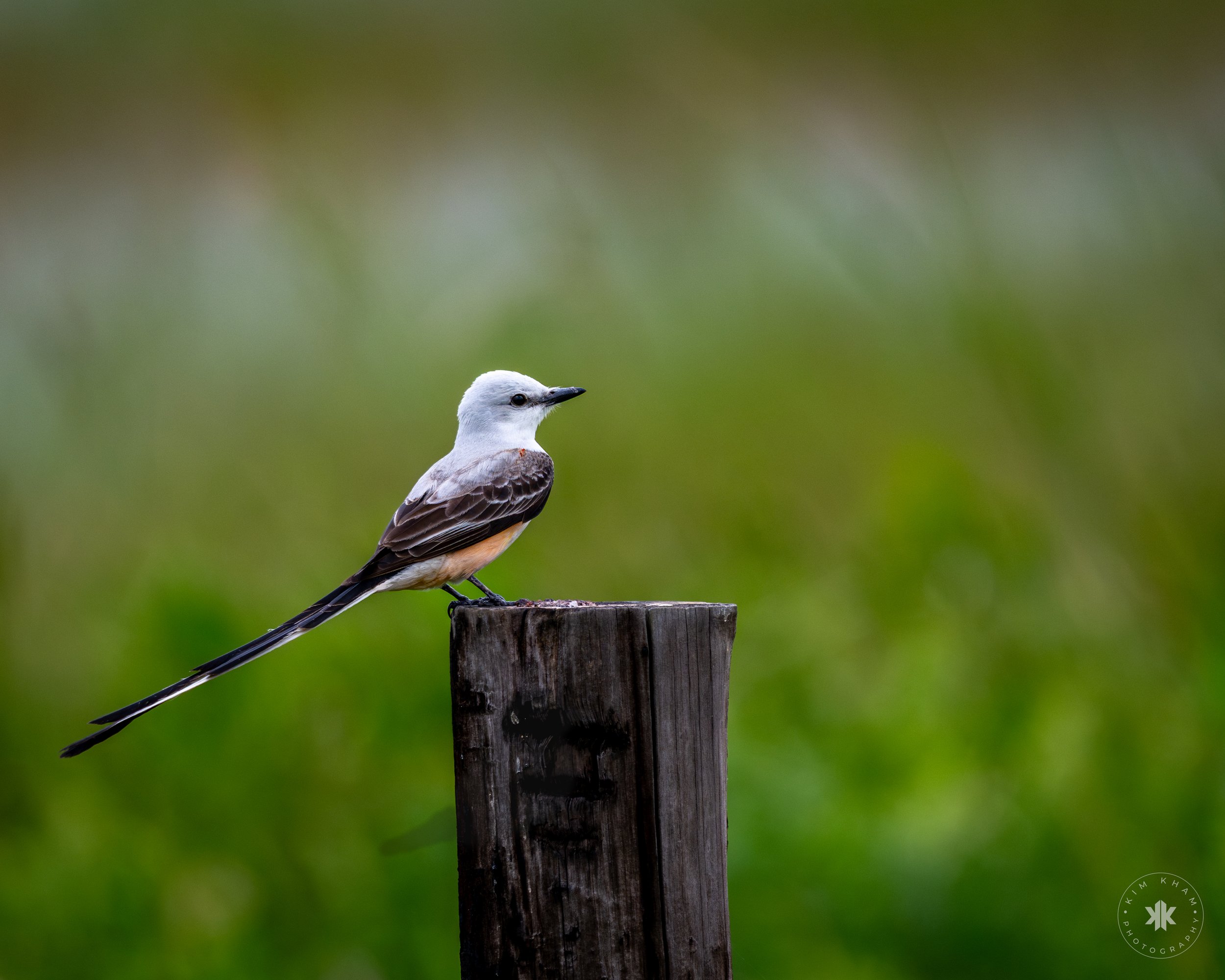 Scissor-tailed flycatcher