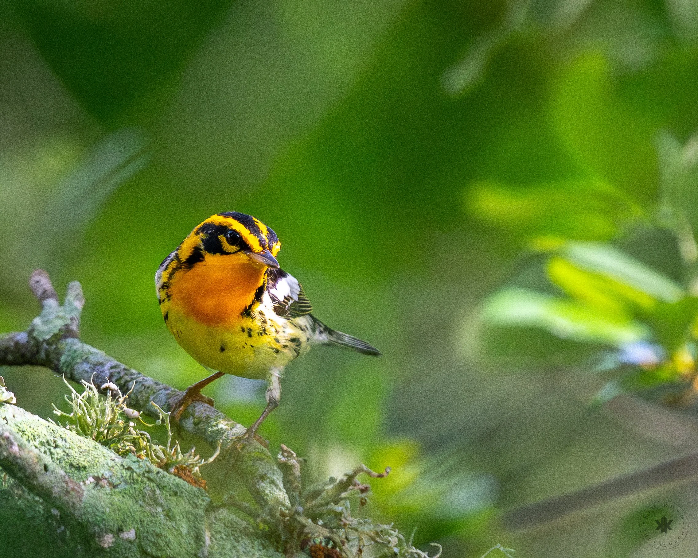 Blackburnian Warbler