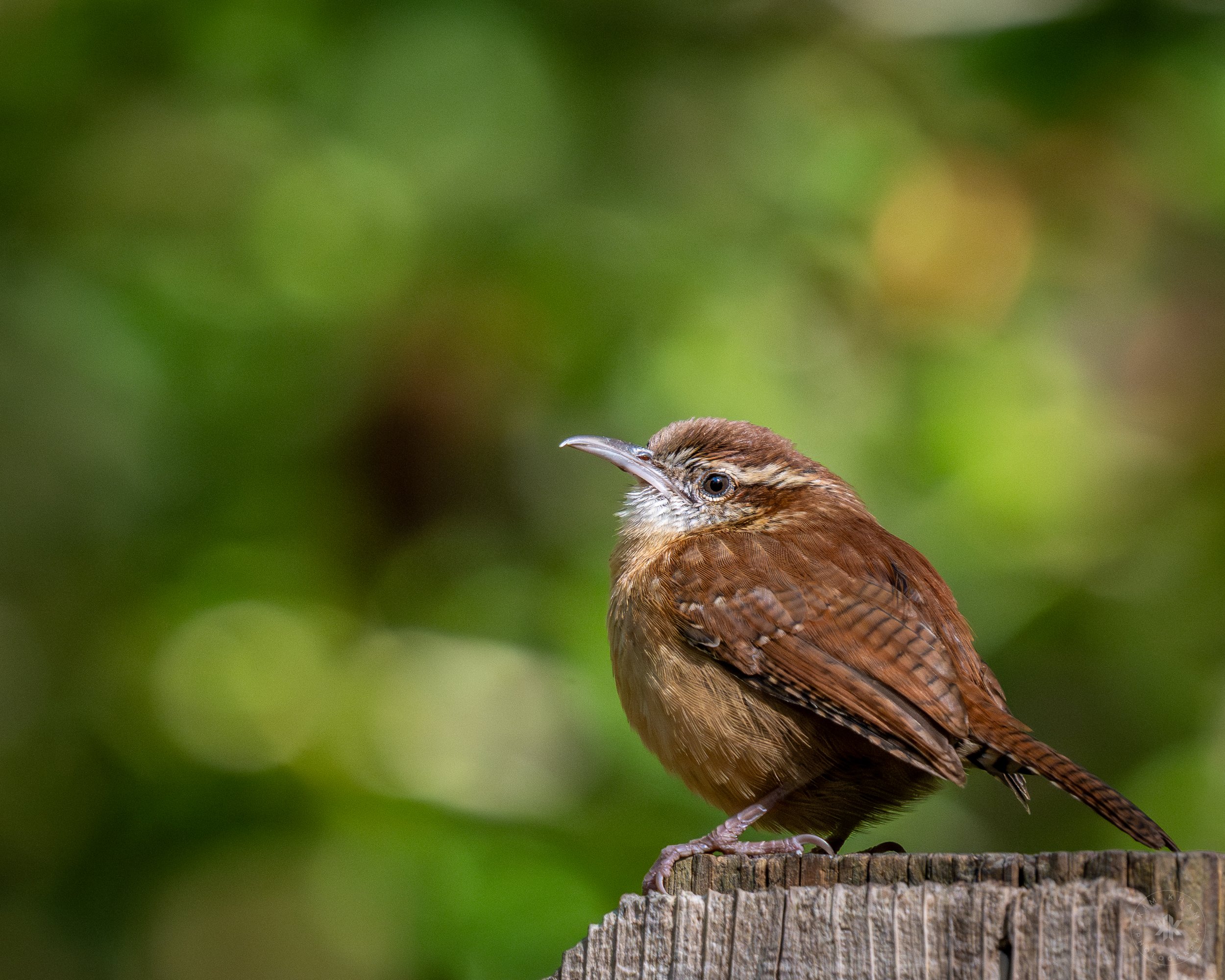 Carolina Wren