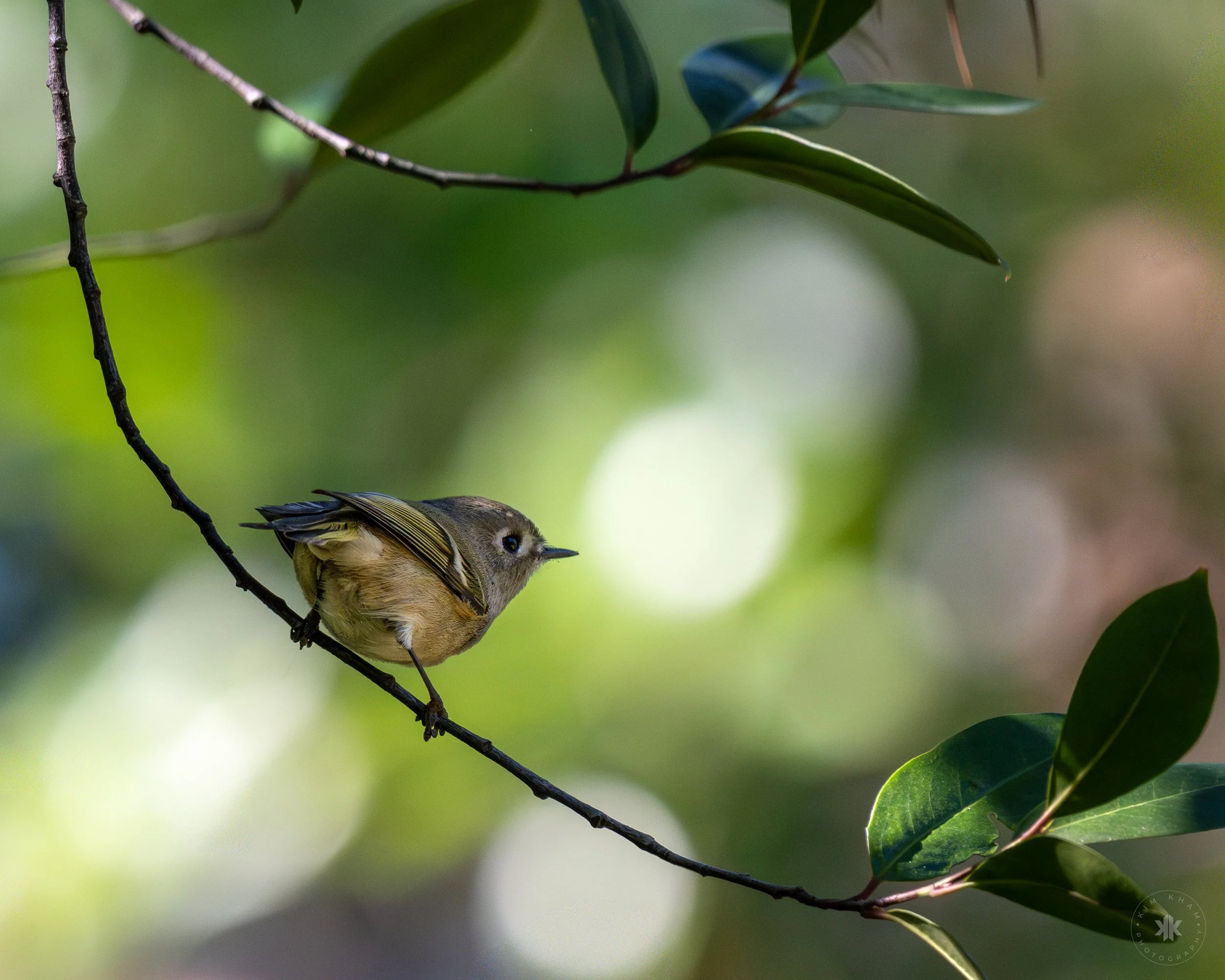 Ruby-crowned Kinglet