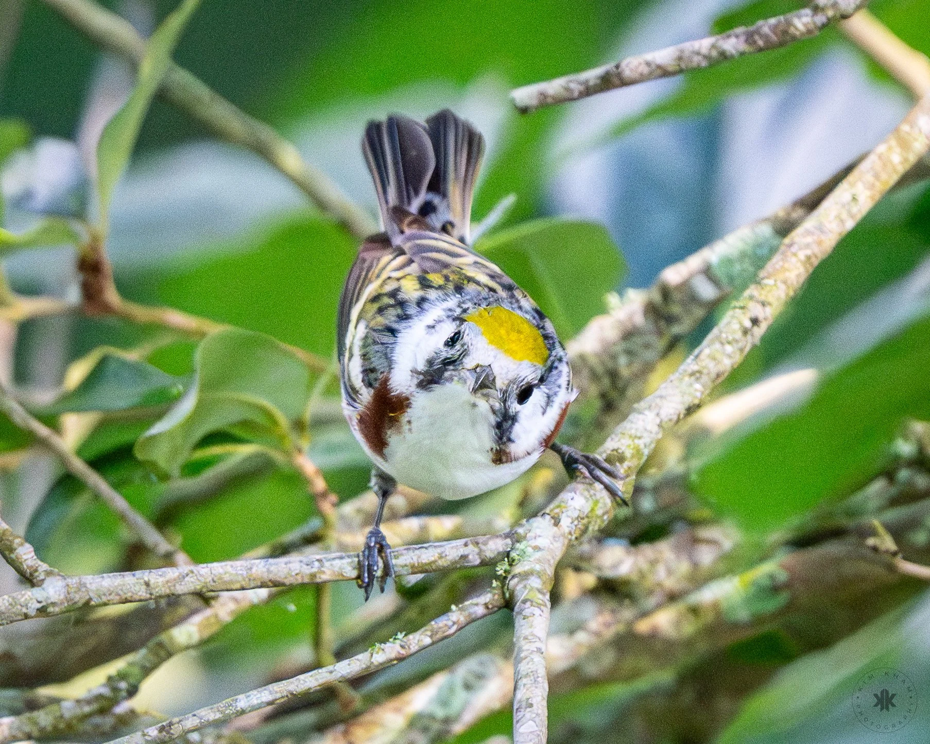 Chestnut-sided Warbler