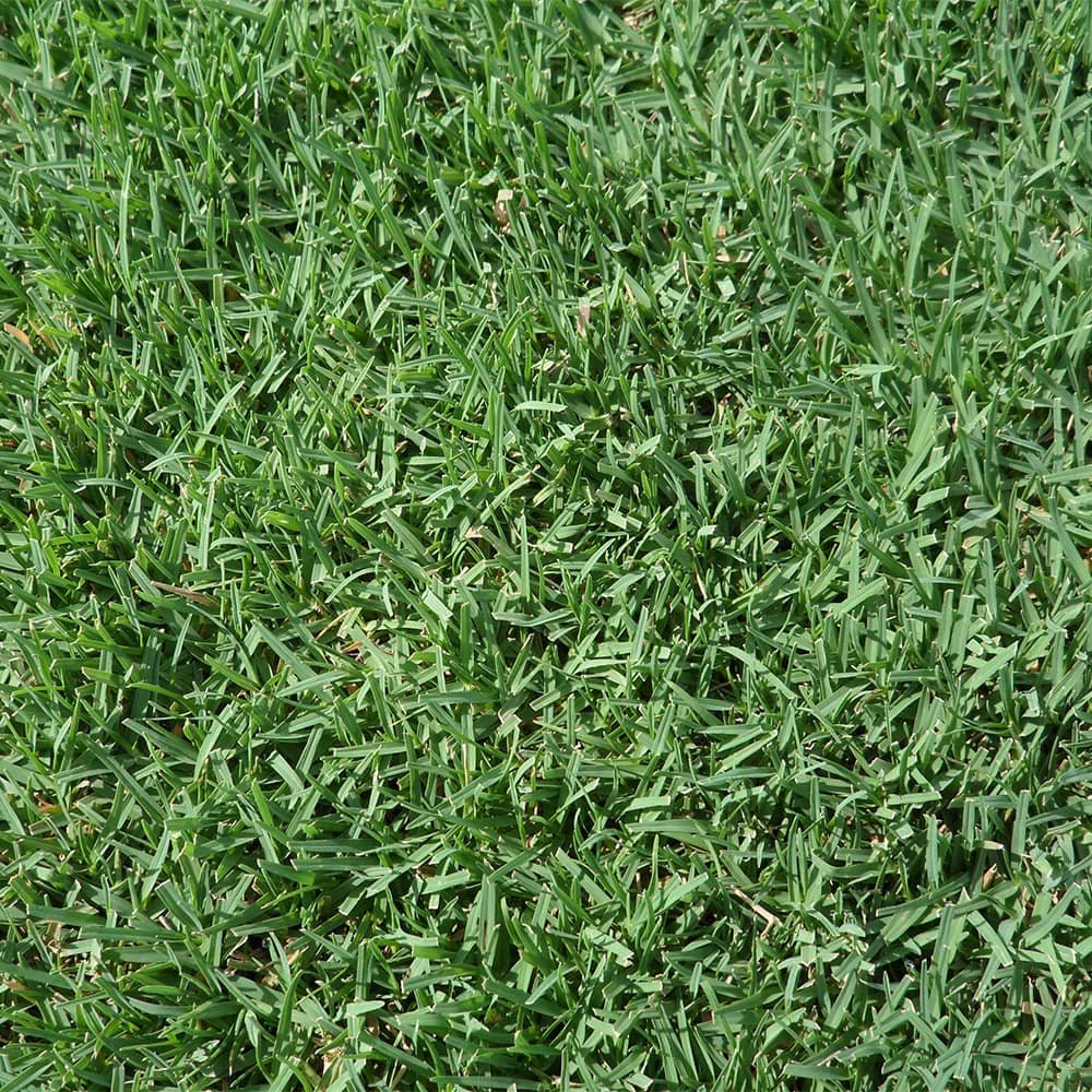 celebration-bermuda-grass-close-up.jpg