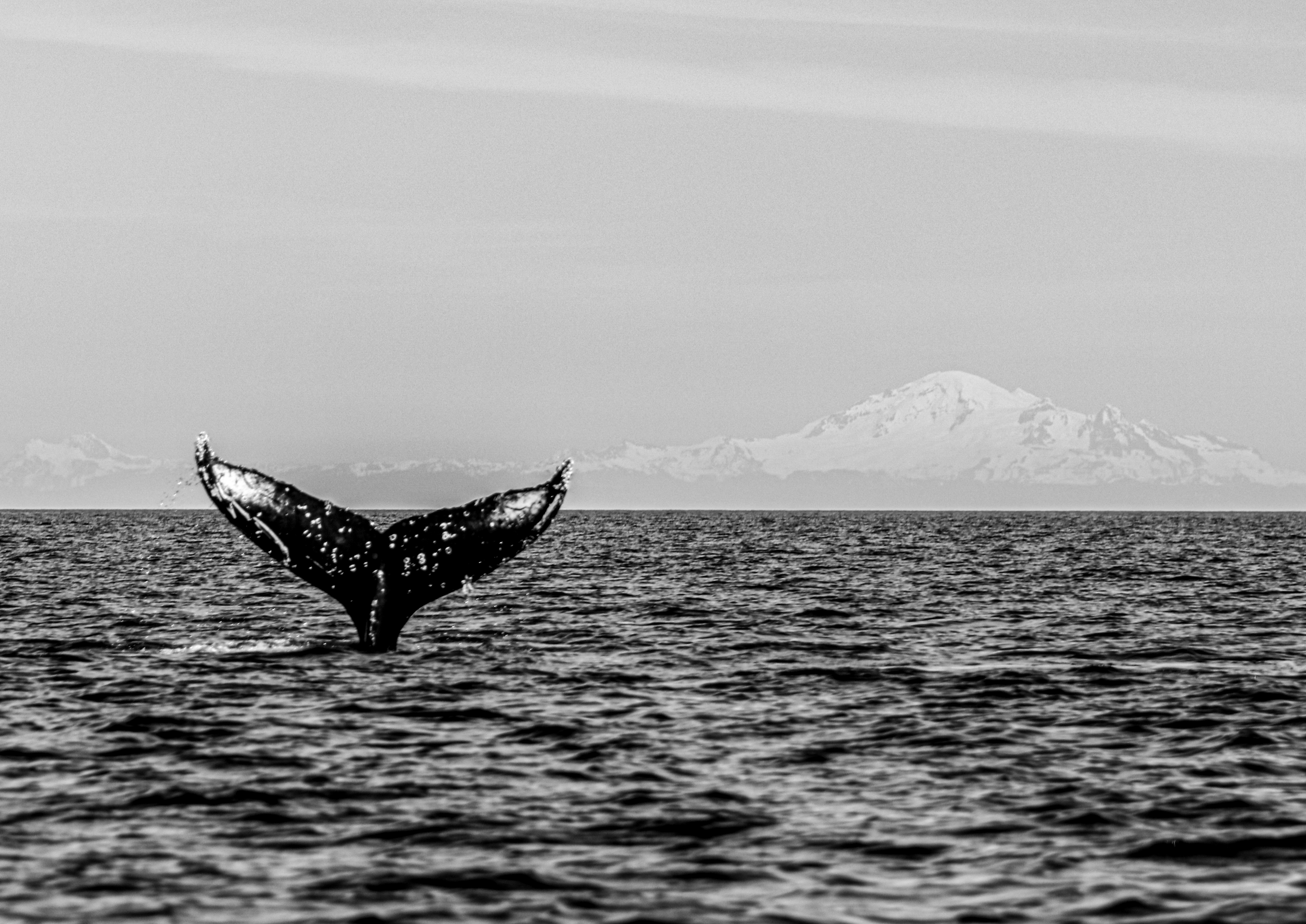 JANUARY: Crossing oceans, not borders | A humpback whale in Canada and snowy Mount Baker, USA in the background. This photo reminds me that marine animals know no borders and don’t need visas, these whales spend summers in Canada and winters in Mexic