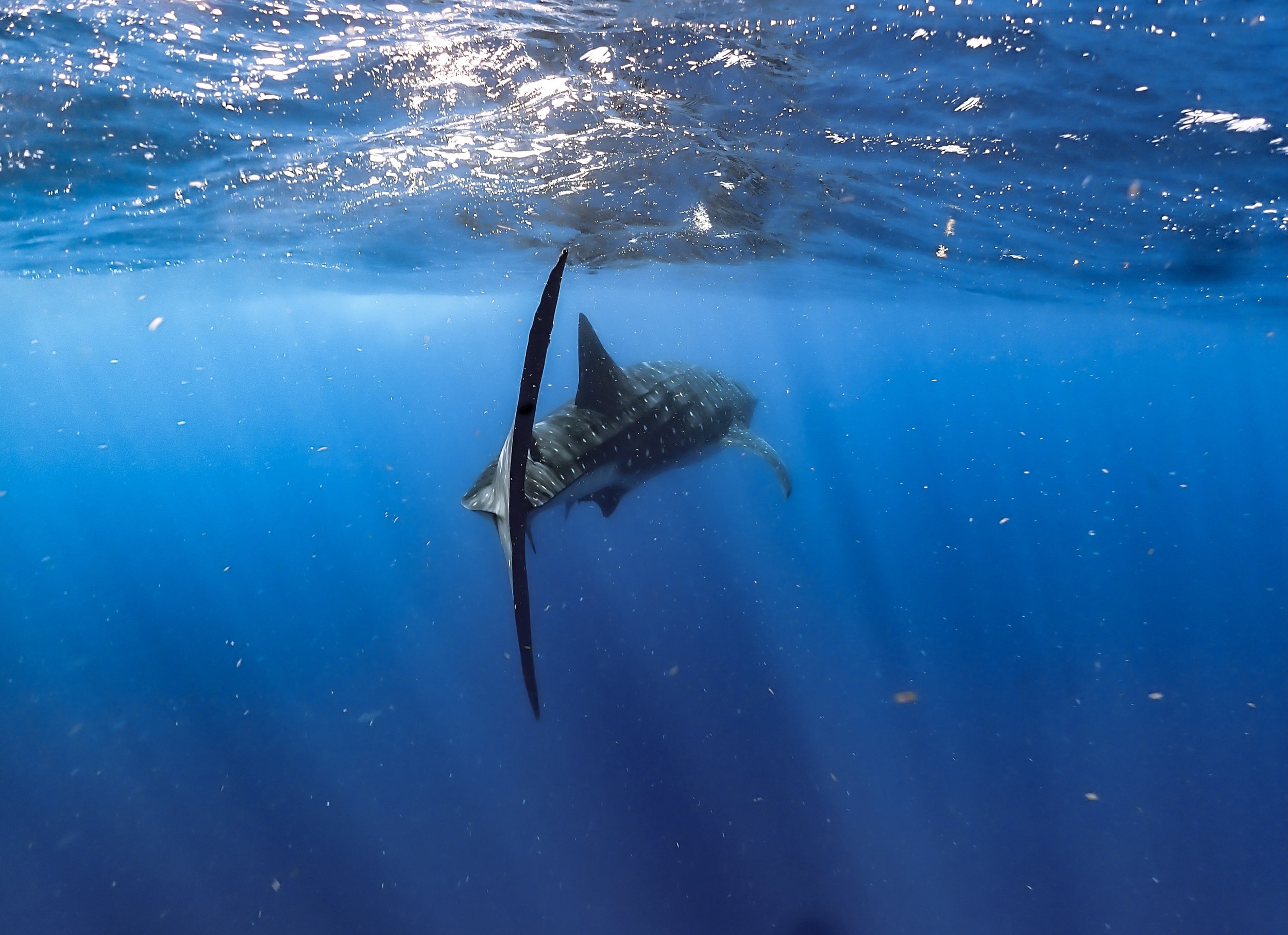 AUGUST: Whale shark in the Mexican Caribbean | See the dots in the water? This huge female was swimming with its mouth open filter-feeding the plankton like a whale—hence their name. An adrenaline-filled swim every time! Scroll down for the behind-th