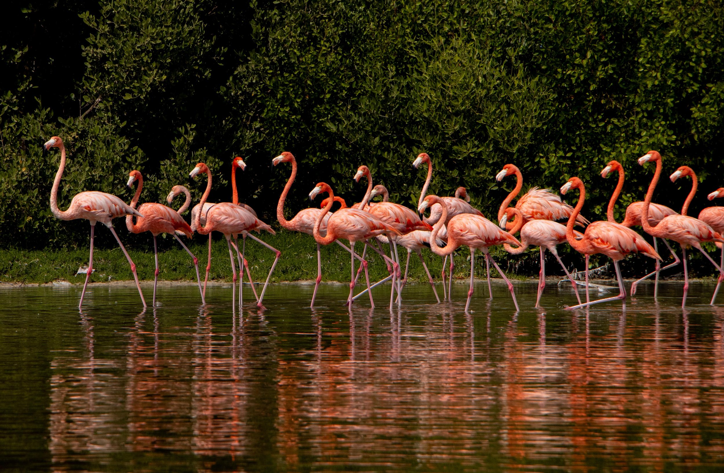 SEPTEMBER: Flamingos in Campeche, México | Flamingos are an iconic species that attract tourism in this area, which is economically important for remote towns like this one that mainly rely on fishing. Scroll down to learn more about this research tr