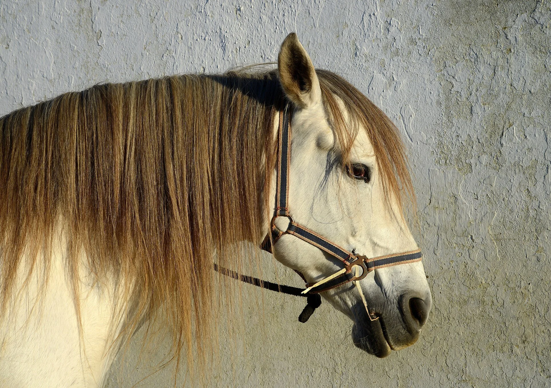 Horse.jpg (Copy)