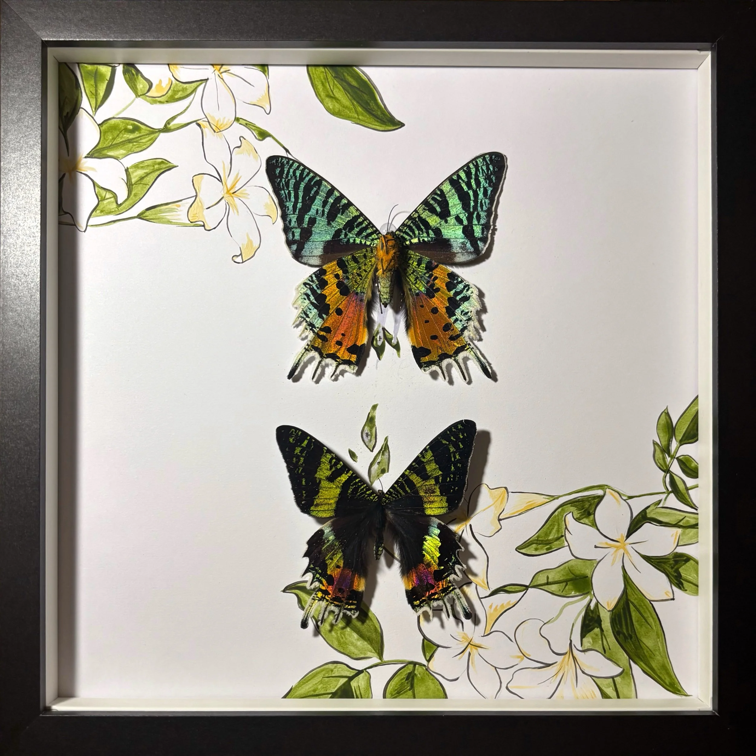 Sunset Moth Duo Large Frame