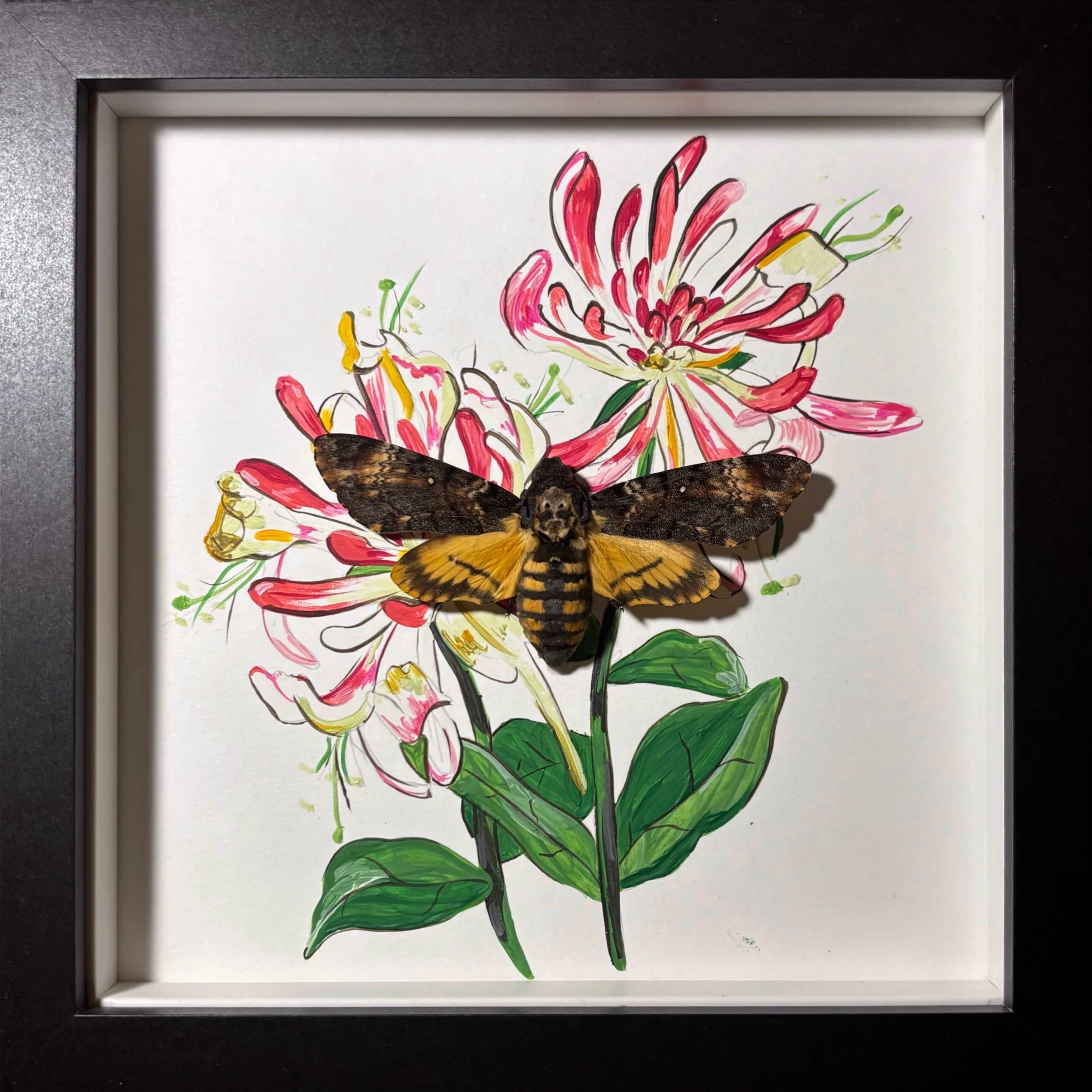 Deaths Head Hawkmoth Medium Frame