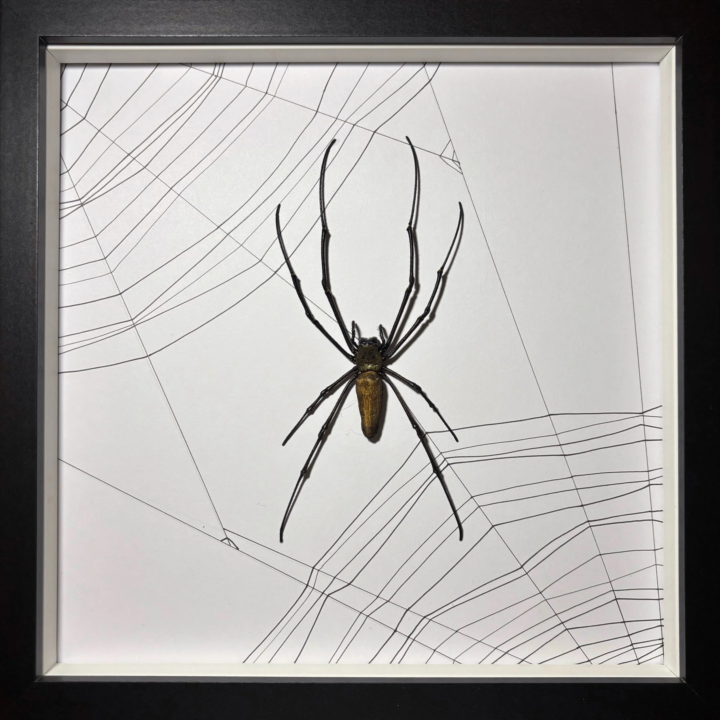 Golden Orb Weaver Large Frame