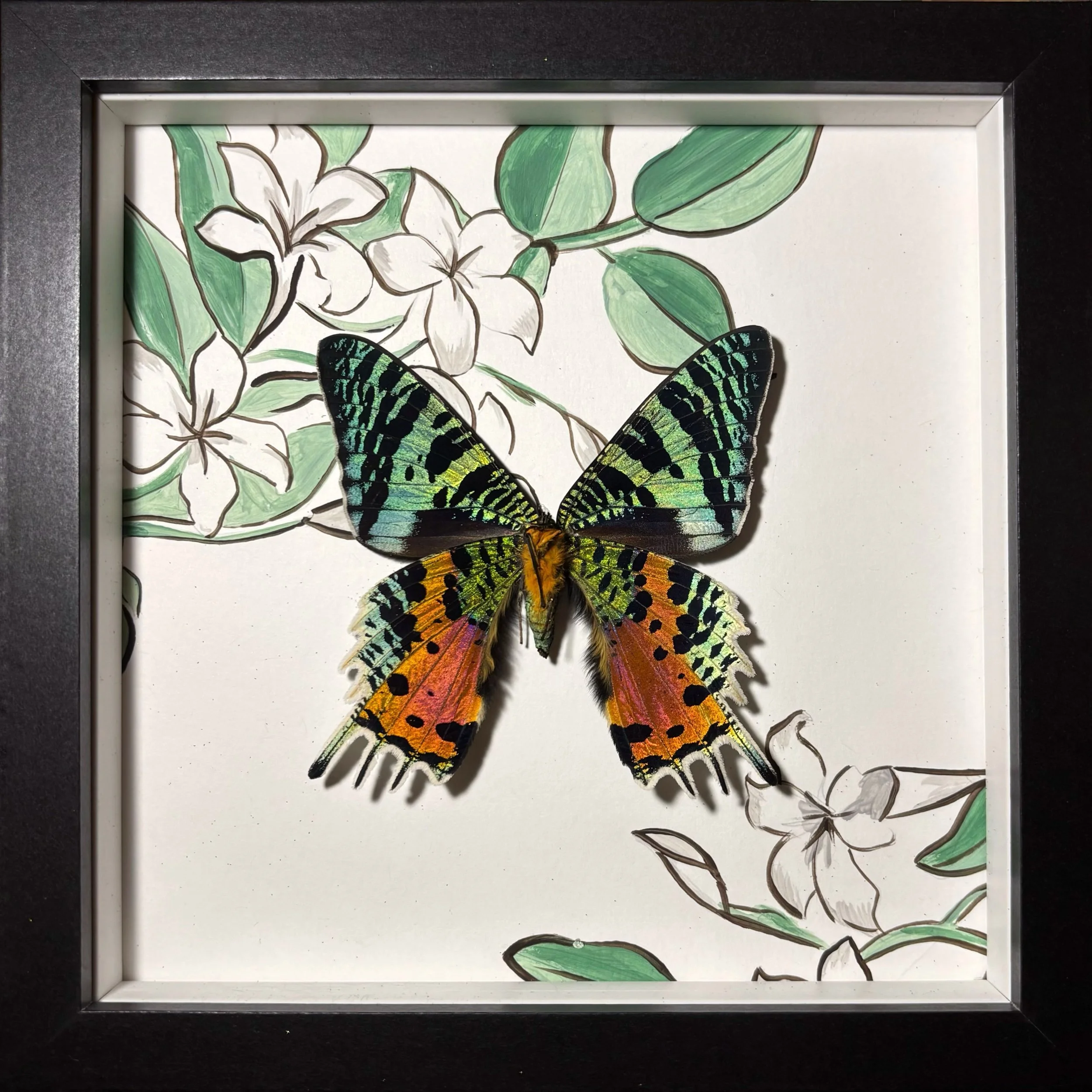 Sunset Moth Medium Frame