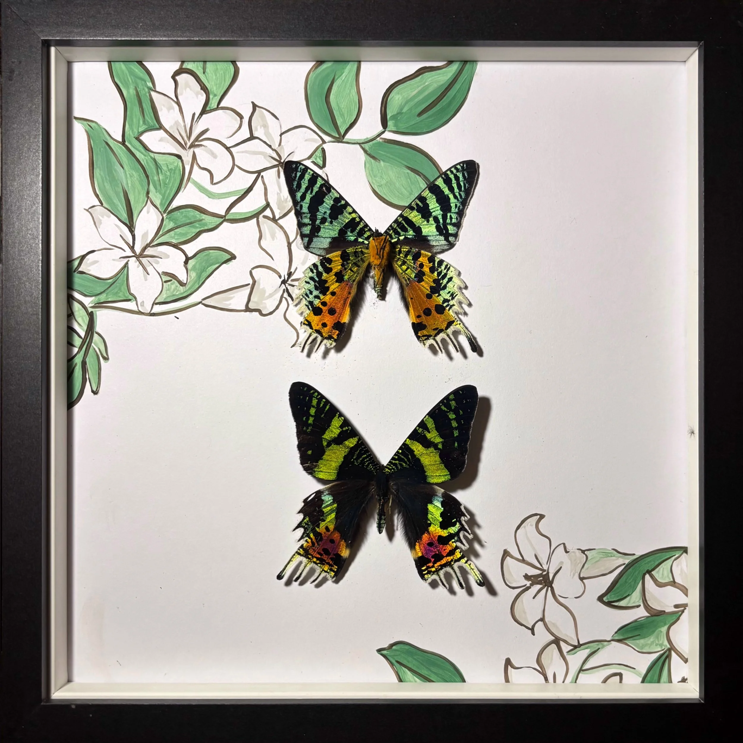 Sunset Moth Duo Large Frame