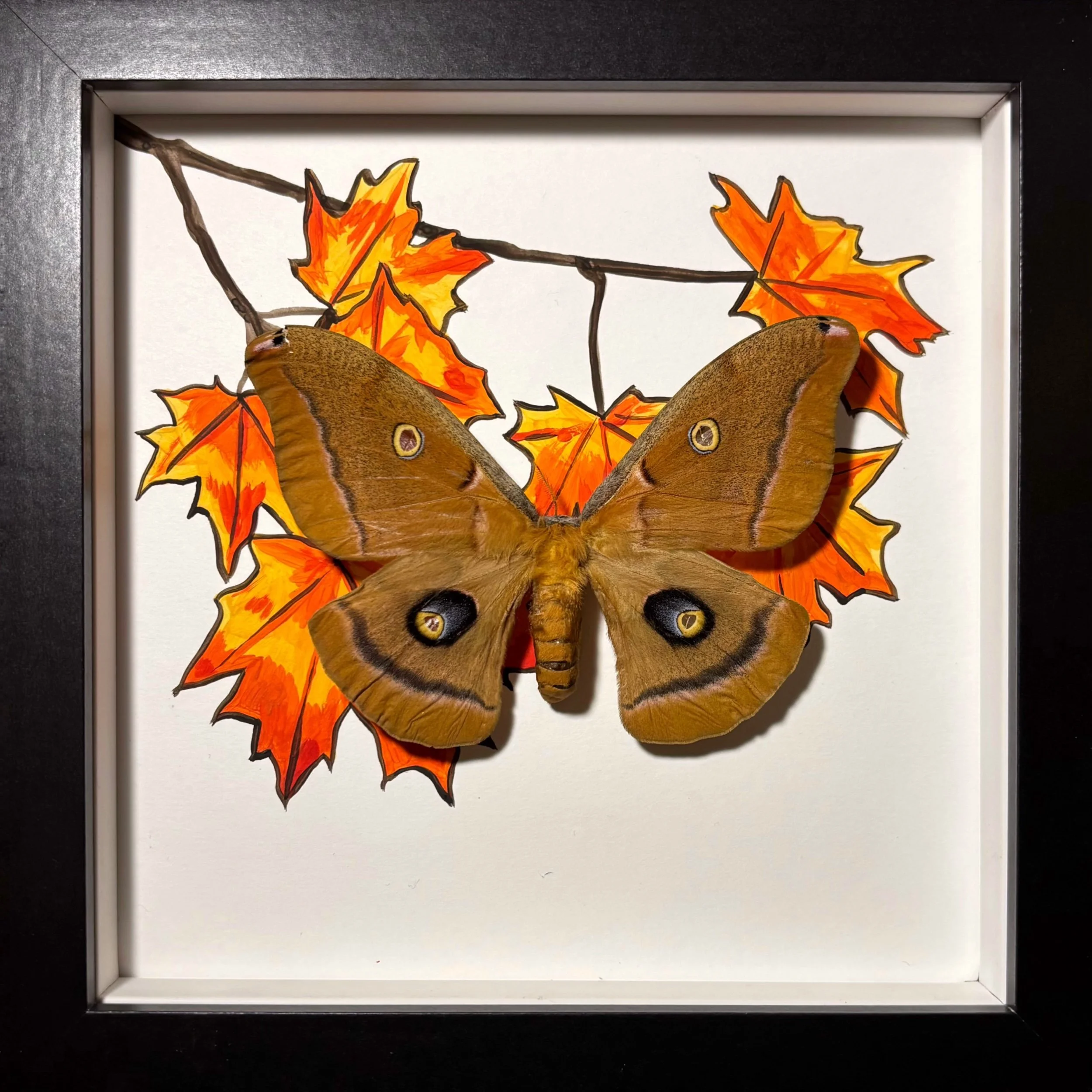 Polyphemus Moth Medium Frame