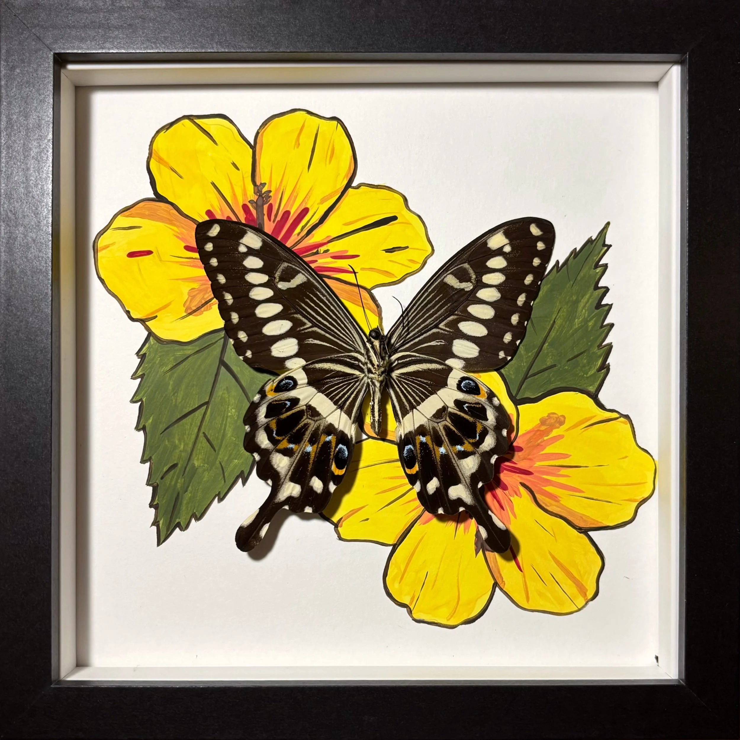 Central Emperor Swallowtail Medium Frame