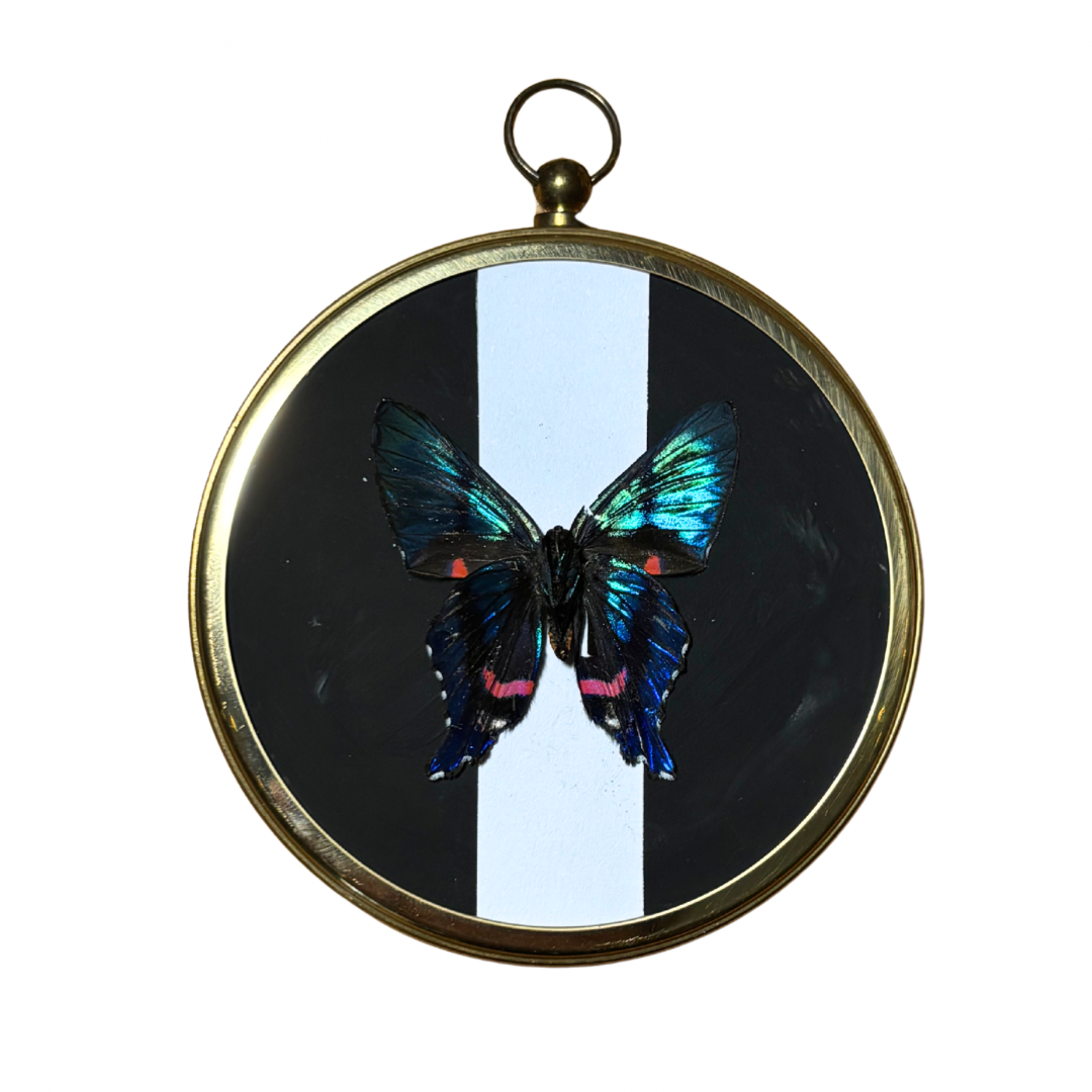 Aulestes Doctor Butterfly Domed Frame