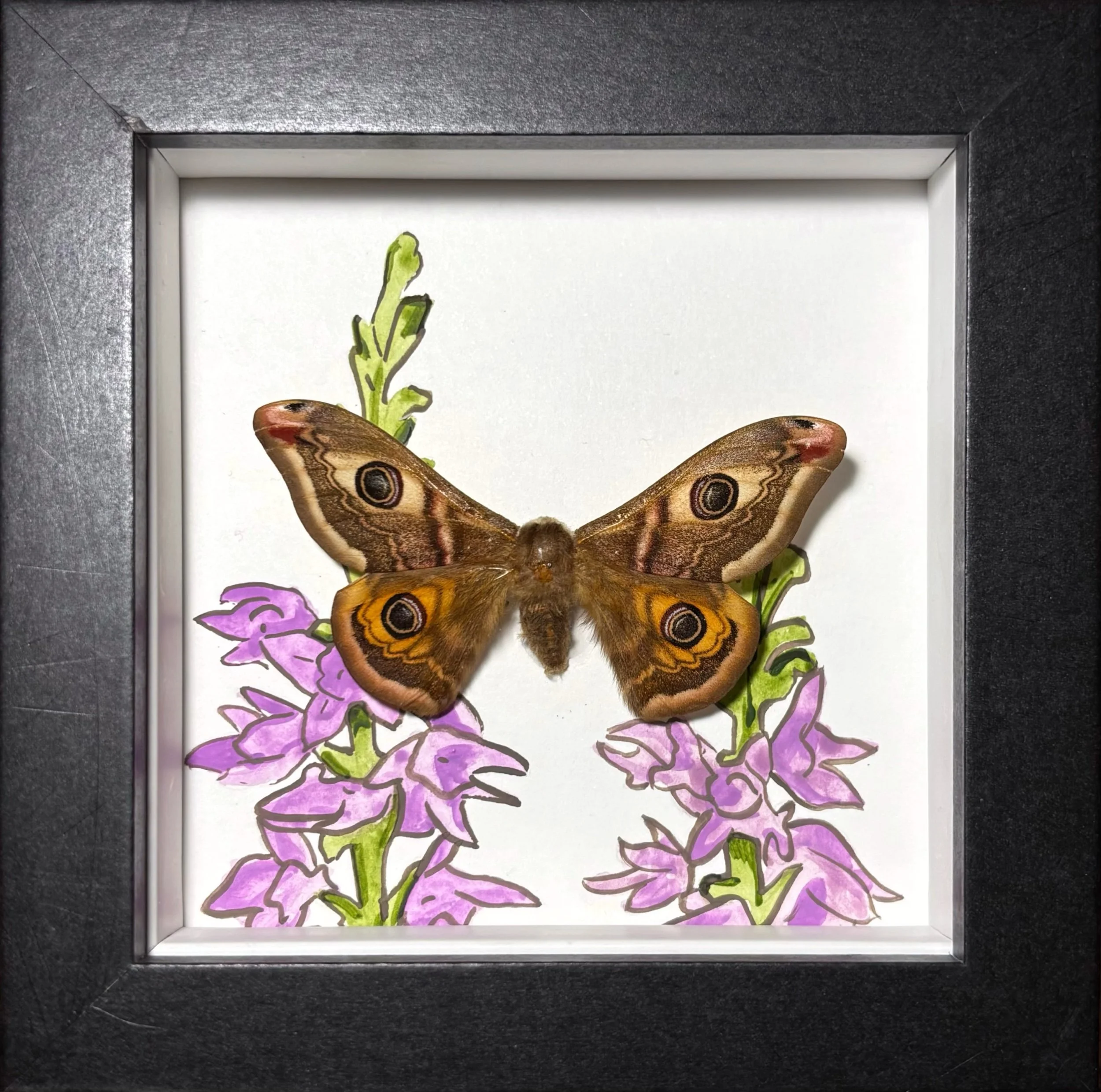 Emperor Moth Small Frame