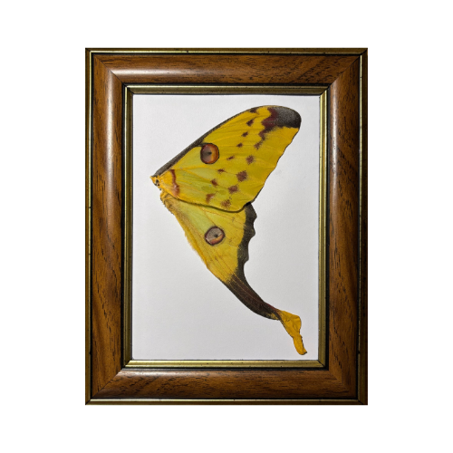 Comet Moth Wing 9x7 Frame