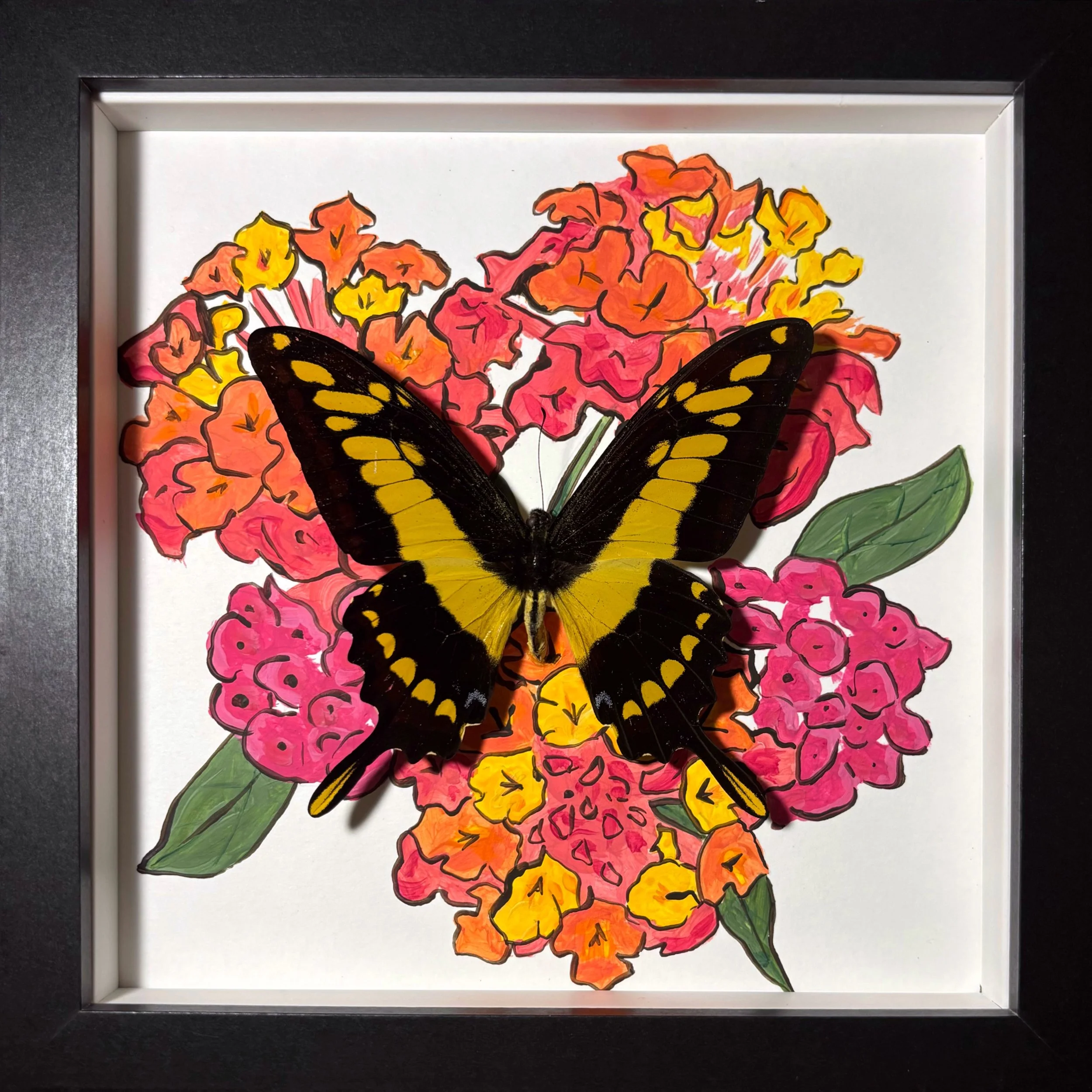 Butterflies and Moths