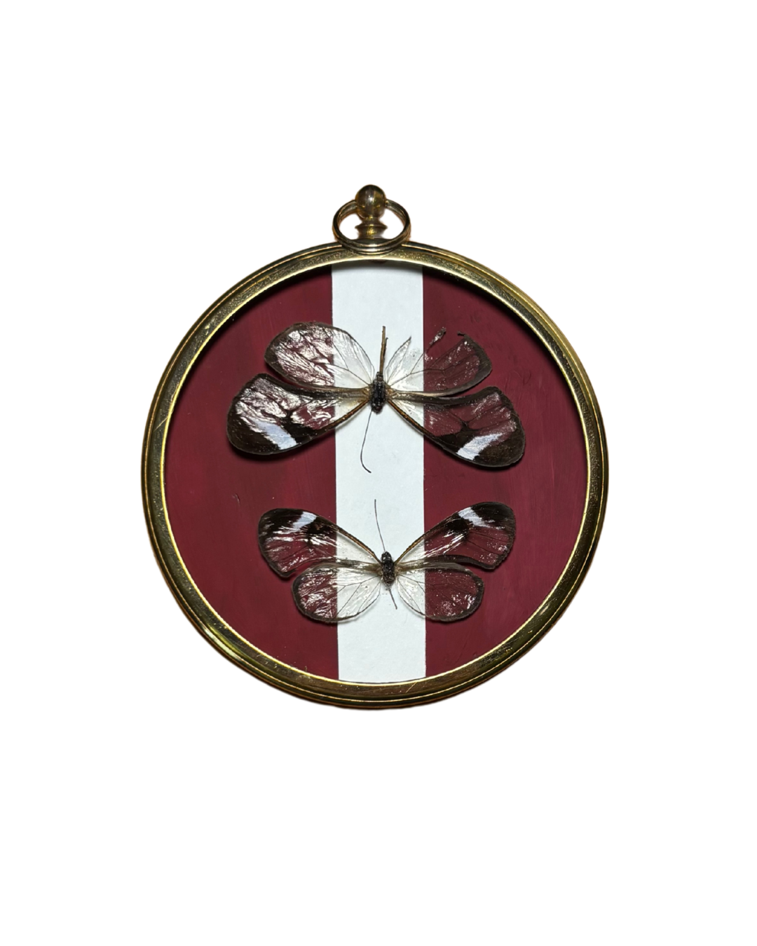 Dual Clearwing Butterflies Domed Frame