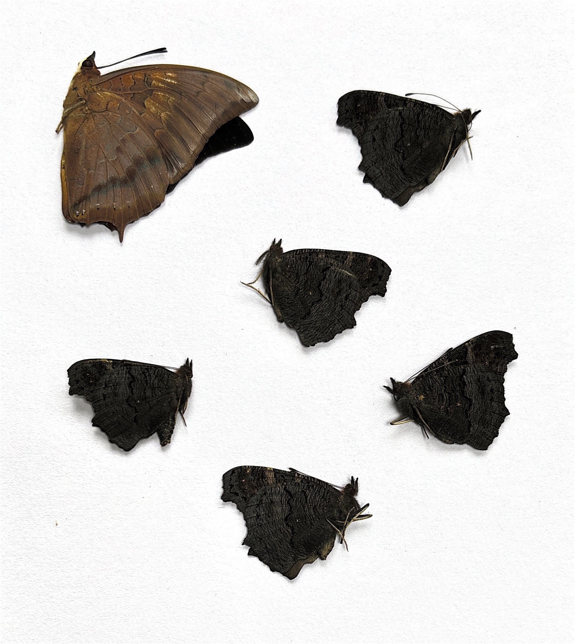 September 24 Butterflies 2.jpg