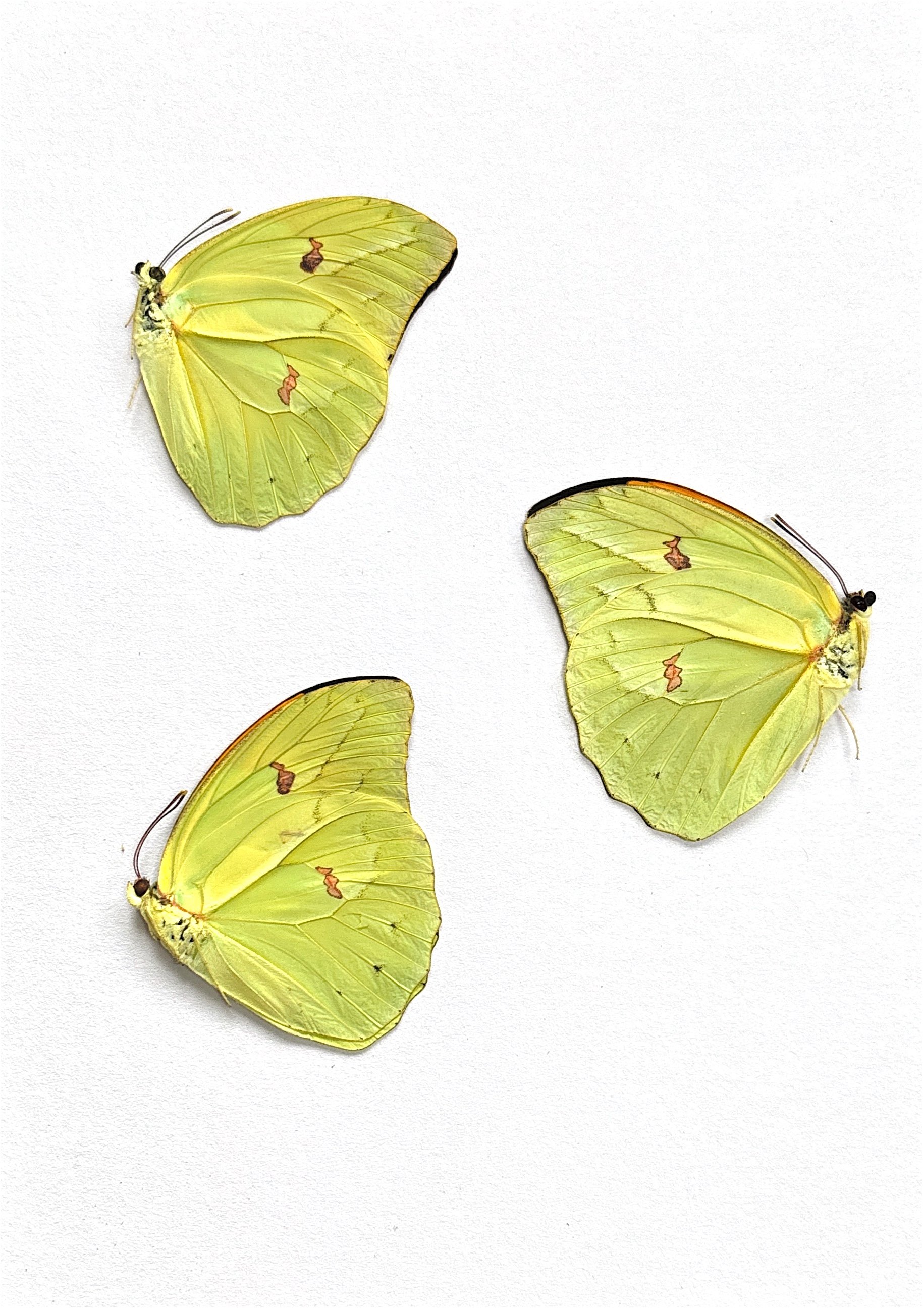 September 24 Butterflies 1.jpg