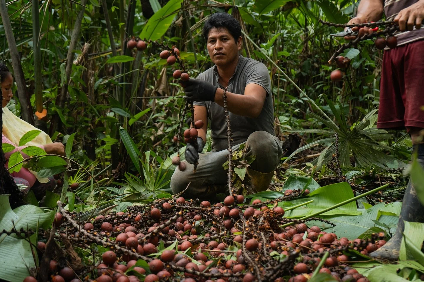 🌱 Cumpliendo Metas | Econom&iacute;as del Bosque

&iexcl;La bioeconom&iacute;a amaz&oacute;nica es clave para el desarrollo sostenible y la conservaci&oacute;n de nuestros territorios!

Durante el primer semestre de 2025 logramos avances significati