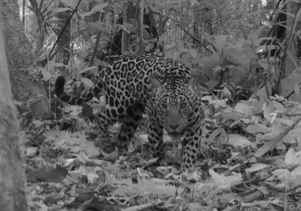 Créditos Bioculturales del Jaguar
