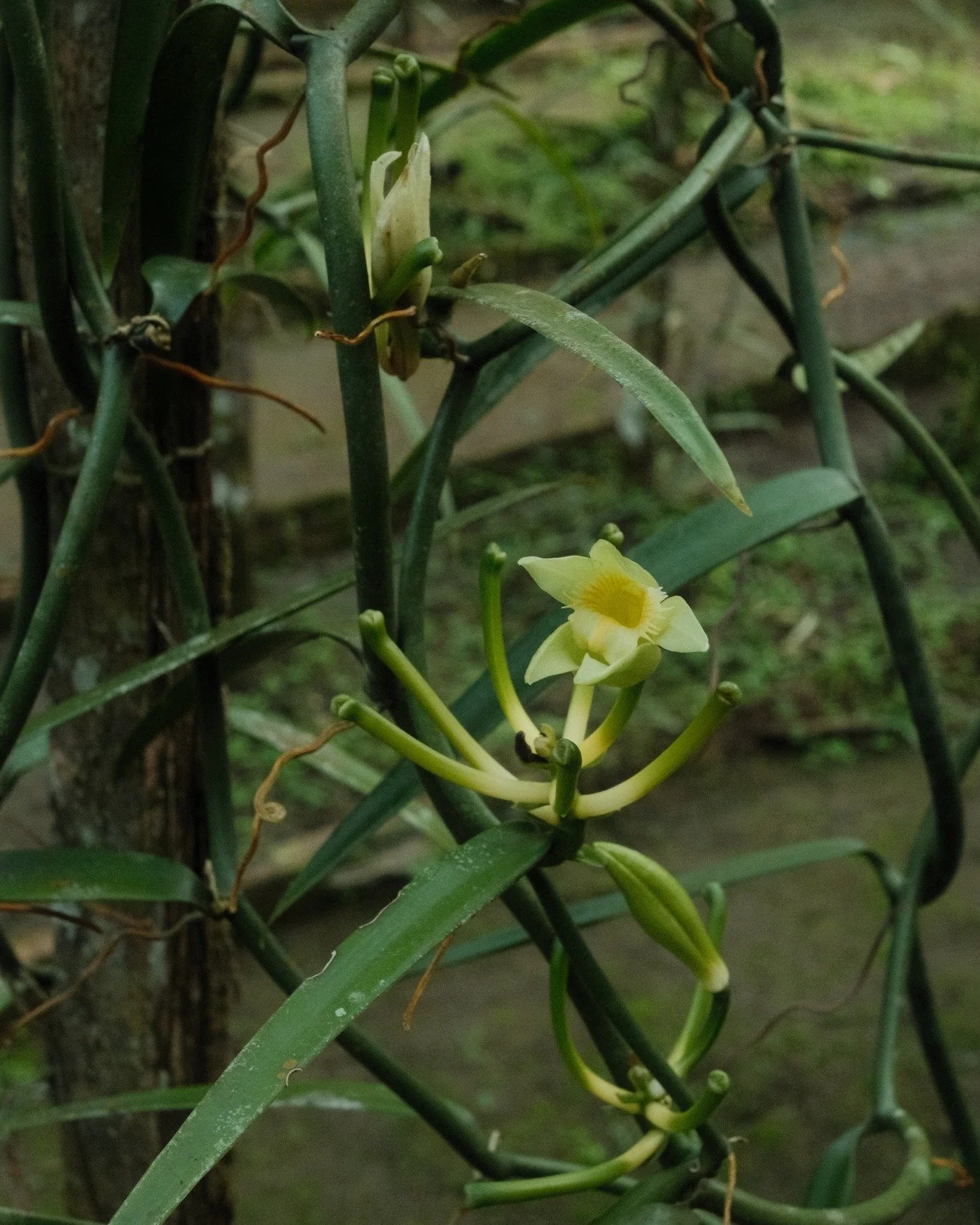 🌼 VAINILLA ODORATA 

&iexcl;Las soluciones para la Amazon&iacute;a se construyen desde el territorio, con las manos y los saberes de quienes la habitan!

Por eso, junto a nuestro equipo t&eacute;cnico de producci&oacute;n y a mujeres de nuestro prog