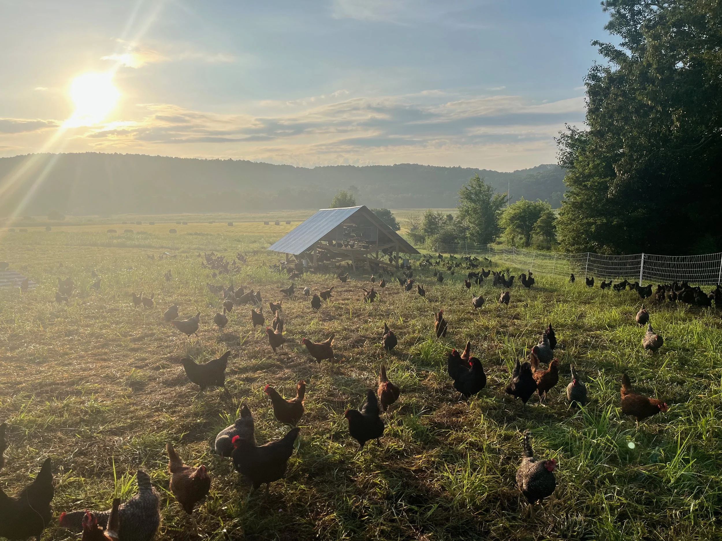 chicken_field.jpeg